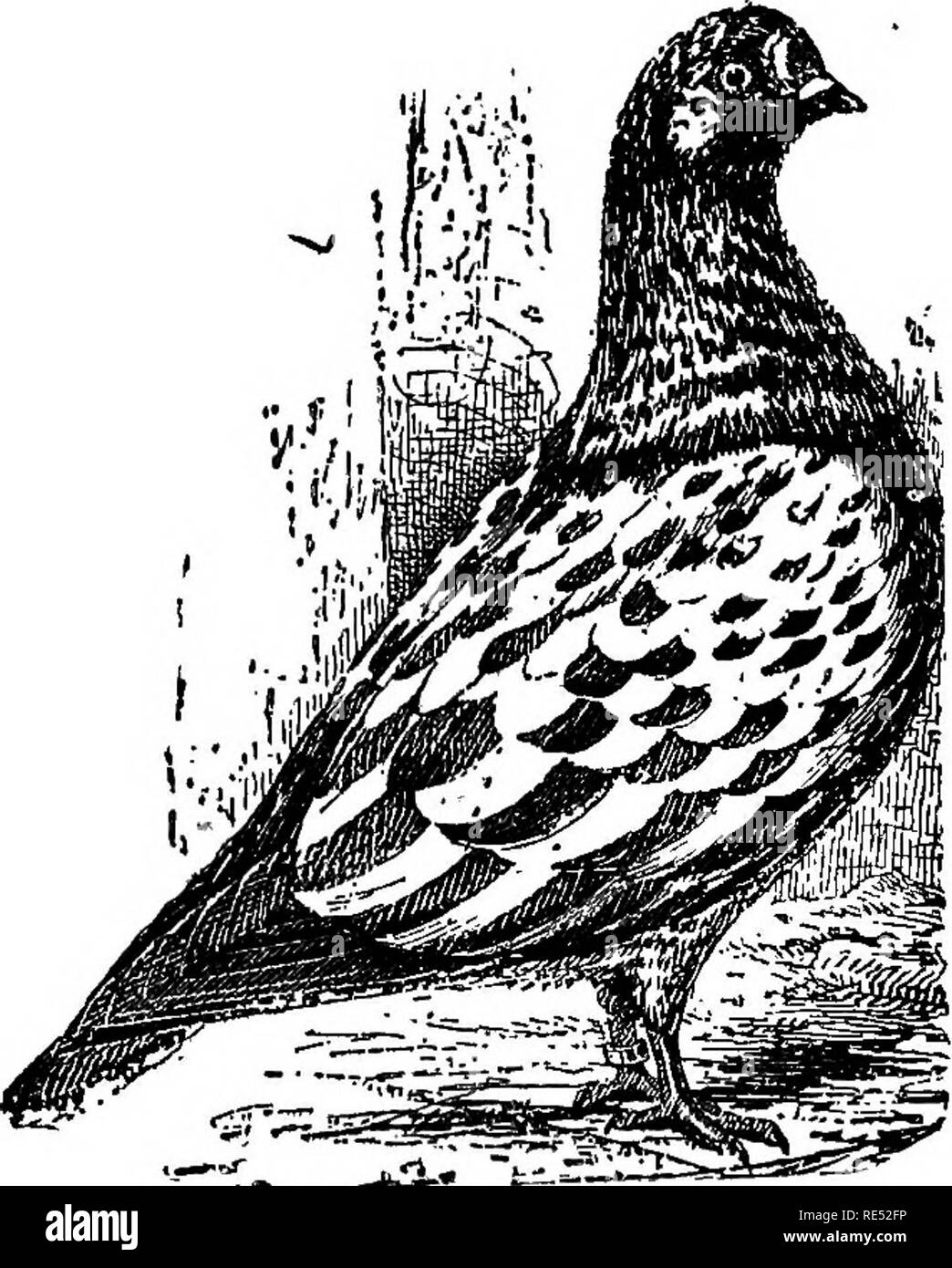 . La norme pigeon ... Les pigeons. TIPPLER. Impression claire.. Veuillez noter que ces images sont extraites de la page numérisée des images qui peuvent avoir été retouchées numériquement pour plus de lisibilité - coloration et l'aspect de ces illustrations ne peut pas parfaitement ressembler à l'œuvre originale.. Twombly, Clarence E. Boston, C. E. Twombly Banque D'Images