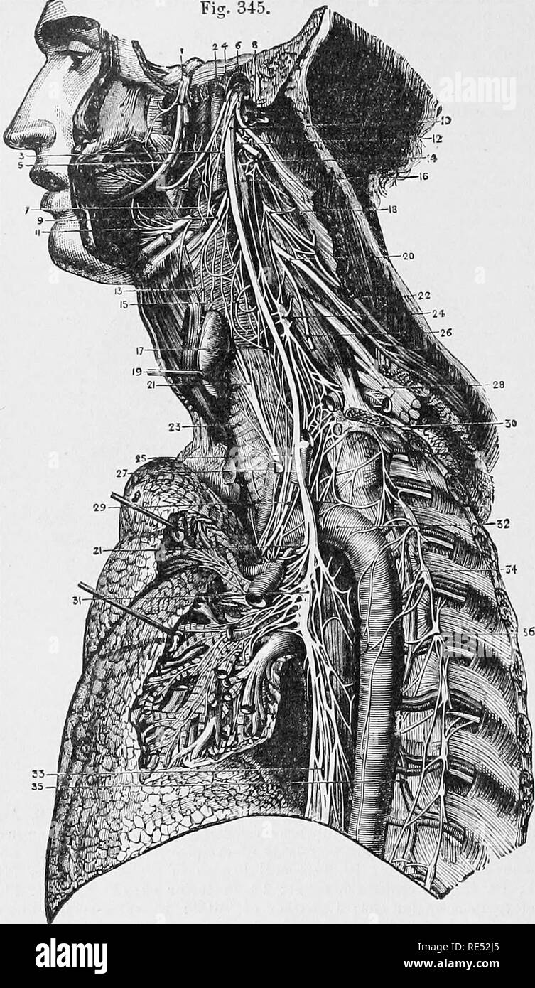 . L'anatomie comparée des animaux domestiques. Anatomie vétérinaire. 746 NERFS EN T.. La DISTRIBUTION DE L'HUITIÈME PAIK OK LES NERFS SUR LE CÔTÉ GAUCHE. 1 Gasserian, ganglion de 5e ; 2, artère carotide interne ; 3, de la direction générale du pharynx ; 4 pneumogastrique, glosso-pharyngien, nerf nerf lingual, 5 ; 6, 7 ; accessoire de la colonne vertébrale, au Mississipi de pharynx ; 8 jugulaire (interne), d'idées, la cut ; 9, nerf laryngé supérieur ; 10, ganglion de tronc de pneumogastrique ; 11, nerf nerf hypoglosse sur hyoglossus ; 12 Idem, la communication avec les 8e et 1e nerf cervical ; 13, nerf laryngé externe ; 14, deuxième.l'utérus Banque D'Images