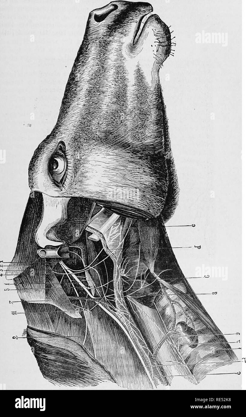 . L'anatomie comparée des animaux domestiques. Anatomie vétérinaire. Les nerfs crâniens OB L'encéphale. Fig. 339. 731. ,^^»» AVEC XT' ? BKANCHES DANS LA PARTIE SUPÉRIEURE DU COU. PNEMOaASTBIC ^^J NERF AVEC^^^^ ^^^^^.^^ ^^^",,,y ,, ""^' : !t' !^{ klTXi d'^^--rnos.stn. ; nerf spinal accessoire, 2, 3, Glosso-. Veuillez noter que ces images sont extraites de la page numérisée des images qui peuvent avoir été retouchées numériquement pour plus de lisibilité - coloration et l'aspect de ces illustrations ne peut pas parfaitement ressembler à l'œuvre originale.. Chauveau, A. (Auguste), 1827-1917 ; Arloing, S. (Saturnin), 1846-1911 Banque D'Images