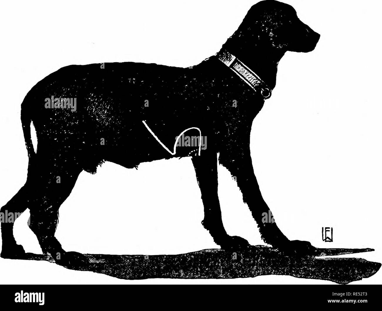 . Pathologie spéciale et la thérapeutique des maladies d'animaux domestiques. La médecine vétérinaire. Fig. 18G. Dilatation cardiaque. La ligne pointillée indique la matité cardiaque normal, la ligne pleine indique la matité de la taille du coeur (4e à 0ème espace intercostal), l'ennui passe en arrière dans l'aiiterior frontière de la matité hépatique, qui est également élargie. (Même chien comme en Fig. 187.). Fig, 187. C'uiflinc dilatation. La matité cardiaque augmenté énormément sur le côté droit. La ligne pointillée donne à l'intérieur des frontières de l'ennui, qui se produit normalement dans les grands chiens. (Le même chien que dans la Fig. 186.). Pl Banque D'Images
