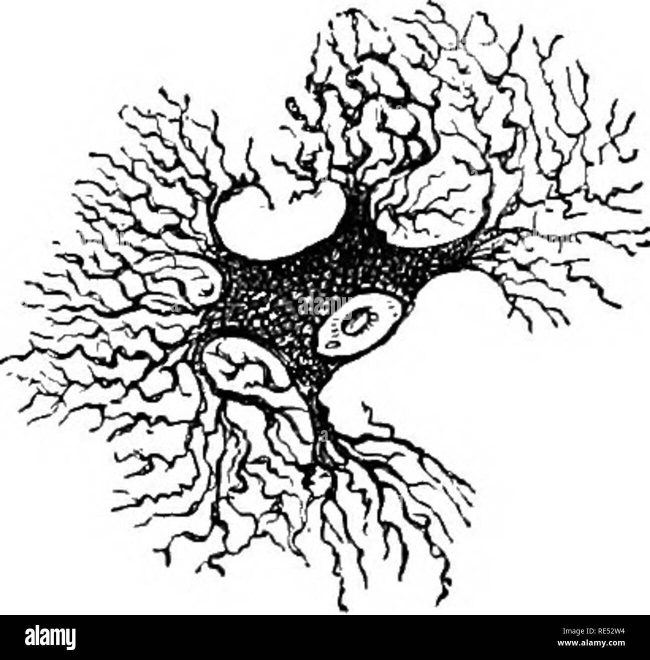. L'anatomie comparée des animaux domestiques. Anatomie vétérinaire. MICKOSCOPIC GANGLIOIt DE COEUR DE FEOG. Ganglionnaires BIPOLAIRES CELIB ET FIBRES NERVEUSES-, DU GANGLION DE CINQUIÈME PAIRE DE LAMPROIE. (Dans certains cas, comme dans les cellules de diverses parties de la moelle épinière, des prolongations subdiviser et ramify de manière étrange, et former un réseau de proximité qui pénètre dans les tissus nerveux. En plus de ces derniers, il y a d'autres cellules nerveuses très complexe structure celui qui n'a qu'Fig. 315. Fig. 314.. Des cellules nerveuses stellaire, l'NUOLEOS PROM CERVICIS CORNU (POS- vésiculaire) COLONNE E RÉSULTATS T Banque D'Images