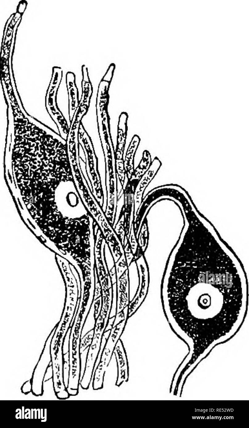 . L'anatomie comparée des animaux domestiques. Anatomie vétérinaire. MICKOSCOPIC GANGLIOIt DE COEUR DE FEOG. Ganglionnaires BIPOLAIRES CELIB ET FIBRES NERVEUSES-, DU GANGLION DE CINQUIÈME PAIRE DE LAMPROIE. (Dans certains cas, comme dans les cellules de diverses parties de la moelle épinière, des prolongations subdiviser et ramify de manière étrange, et former un réseau de proximité qui pénètre dans les tissus nerveux. En plus de ces derniers, il y a d'autres cellules nerveuses très complexe structure celui qui n'a qu'Fig. 315. Fig. 314.. Veuillez noter que ces images sont extraites de la page numérisée des images qui peuvent avoir b Banque D'Images