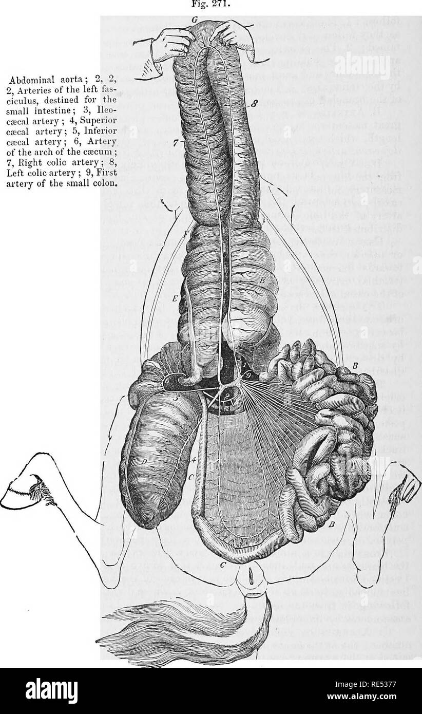 . L'anatomie comparée des animaux domestiques. Anatomie vétérinaire. TEE 530 AETMEIUS, aorte abdominale ; 2, 2, 2, les artères de saf ciculus^- gauche, à destination de l'intestin grêle ; 3, l'artère iléo- cajcal ciecal ; 4, 5 ; l'artère supérieure et inférieure artère Cffical ; 6, artère de l'arc de l'ctccum ; 7, artère colique droite, artère colique gauche ; 9, première artère du petit colon.. La DISTRIBUTION DE LA GRANDE artère mésentérique.. Veuillez noter que ces images sont extraites de la page numérisée des images qui peuvent avoir été retouchées numériquement pour plus de lisibilité - coloration et l'aspect de ces illustr Banque D'Images