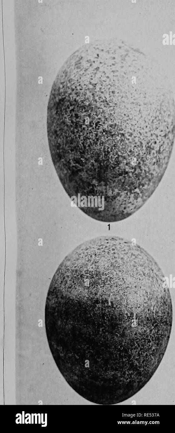 . Catalogue descriptif des nids &AMP ; oeufs d'oiseaux trouvés nichant dans l'Australie et de Tasmanie. Les oiseaux ; les oiseaux ; les oiseaux. Les NIDS ET LES ŒUFS DES OISEAUX australiens. III. LA PLAQUE. Veuillez noter que ces images sont extraites de la page numérisée des images qui peuvent avoir été retouchées numériquement pour plus de lisibilité - coloration et l'aspect de ces illustrations ne peut pas parfaitement ressembler à l'œuvre originale.. Nord, Alfred John, 1855-1917. Sydney, F. W. White, de l'imprimante Banque D'Images