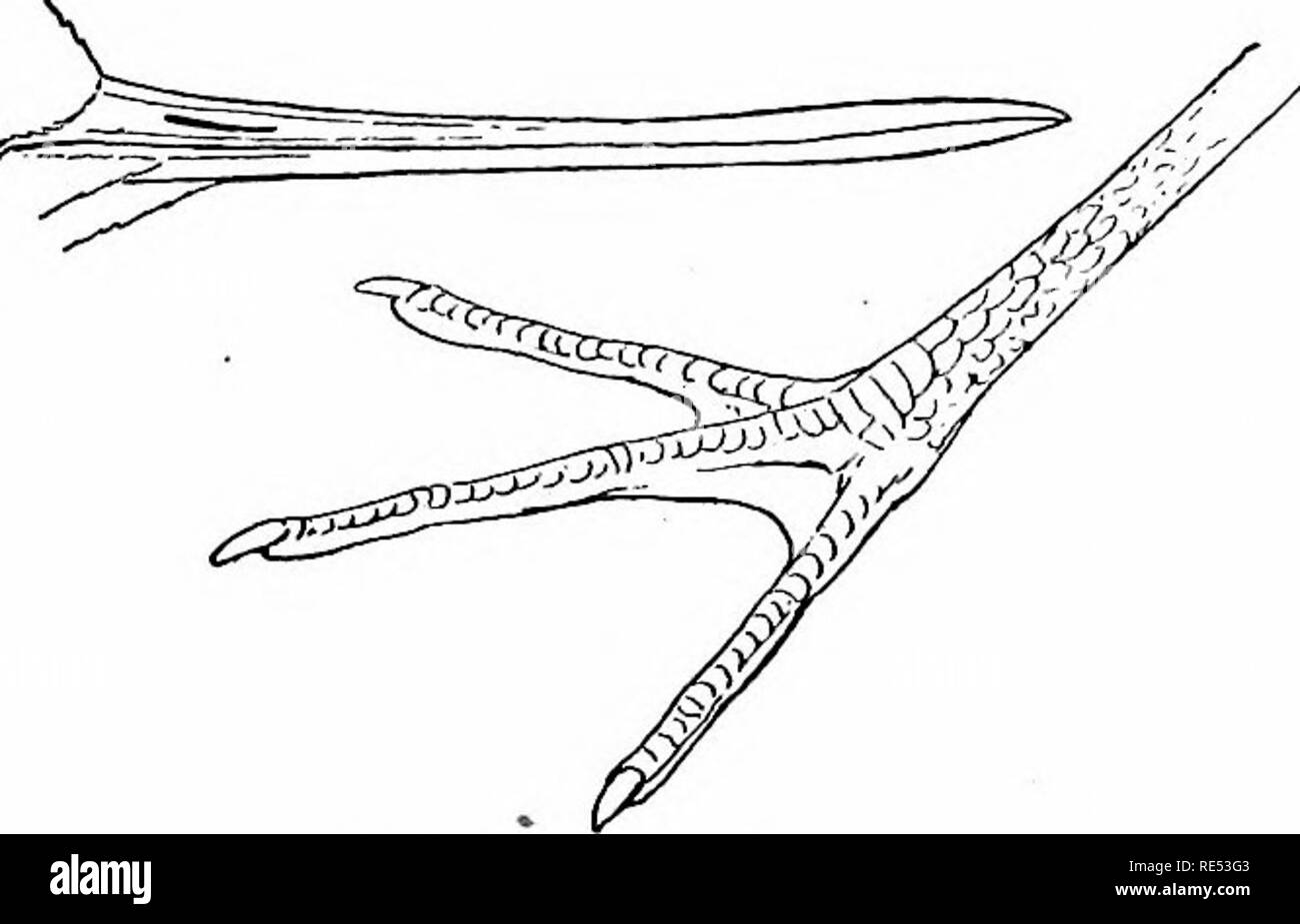 . Les oiseaux de l'Est de l'Amérique du Nord connu pour se produire à l'est du 19e méridien ... Les oiseaux. SCOLOPACIDjE LA FAMILLE. SANnPIPERS OtJRLEWS, Bécassine,, etc. 107 Haut de tête et nuque, supérieur général ; noir /^ glossj', plumage noir ; avant de la culasse et l'avant du cou, le croupion et le dessous est blanc, blanc, axillars ; ; première primaire, Dark, Dark witli ; l'arbre, les jambes très longues, jiink rose dans la vie ; le projet de loi, presque droit, orteils, trois. Himantopns mcxicmnm. Biack°necked Stilt. Voir Xo. 183.. Ilimantopus mexicaniis SCOLOPACID^ LA FAMILLE. Snipe, les bécasseaux, les courlis, etc. Tarse, à moins de 3,50 pouces, pieds, quatre (un son très bien si Banque D'Images