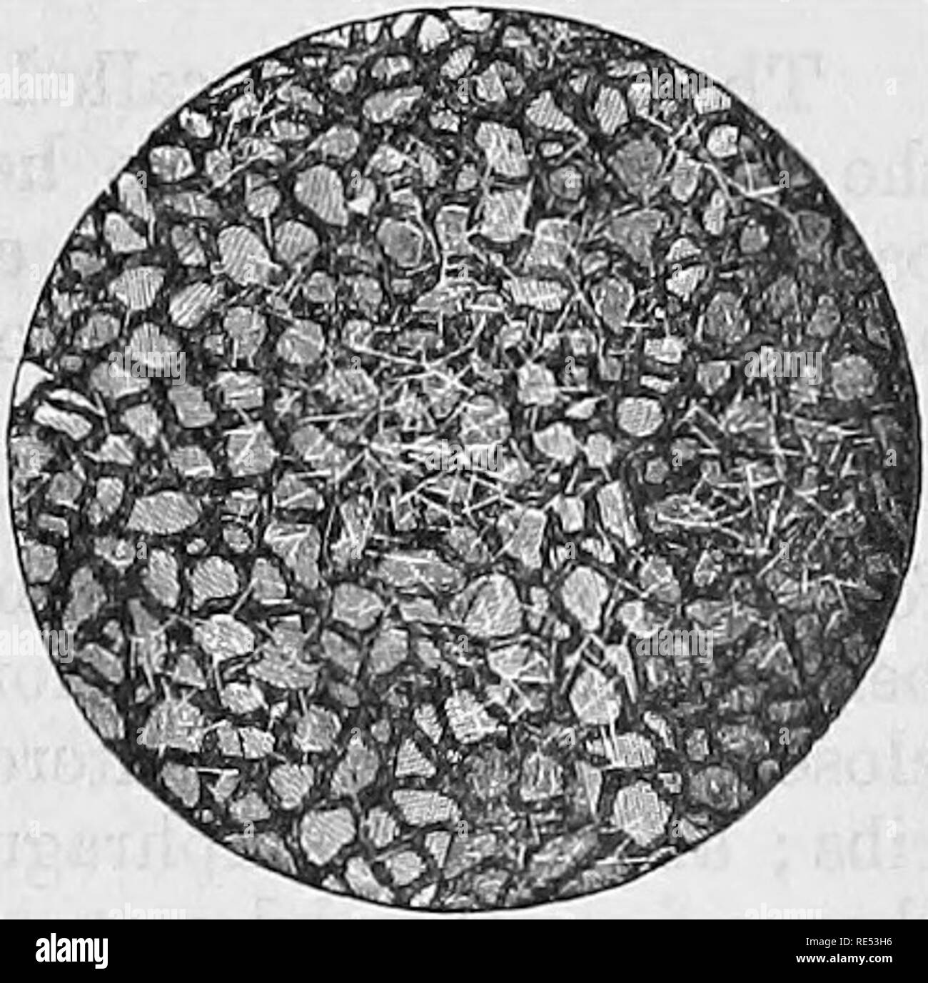 . L'anatomie comparée des animaux domestiques. Anatomie vétérinaire. TBACBEA tSE. Formulaire 461.-Les bronches ne sont pas aplati comme la trachée ; une section transversale montre à être régulièrement cylindrique. Volume.-La bronche gauche est toujours plus petit que le droit, et les deux sont bien inférieures en volume à l'ensemble de leurs branches respectives. Belations.-'Ei&amp;ah. bronches entre dans le lobe pulmonaire ainsi que les vaisseaux sanguins, qui avec elle forme ce qui est appelé la racine du poumon. Les divisions de ce tronc arborescentes sont accompagnés par l'artère bronchique, d'idées, et du système nerveux Banque D'Images