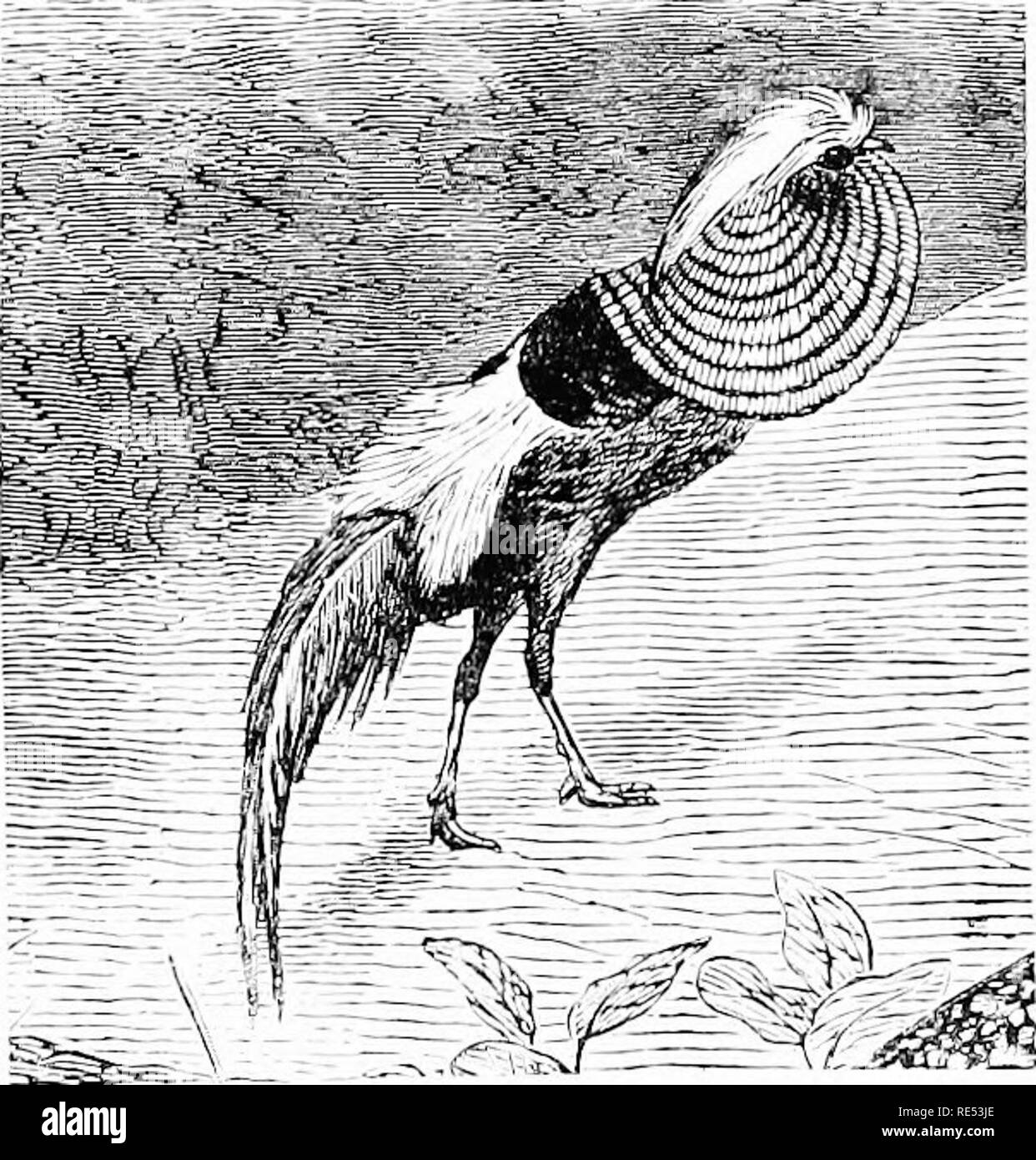 . Faisans ; leur histoire naturelle et pratique de la gestion. Faisans. J'HEASANT D'OR. 227 espèces ordinaires. M. Mayes, écrit à mo d'Elvedon. a déclaré que "le Faisan doré va traverser avec le faisan commun ; n'ont eu deux ou trois cas de leur faire les deux dernières années ; mais il est rare, comme nous l'avons eu 0olden faisans est avéré depuis dix ans tbo^ ou plus et n'a jamais connu de traverser avec les autres." avant de faisans. Veuillez noter que ces images sont extraites de la page numérisée des images qui peuvent avoir été retouchées numériquement pour plus de lisibilité - coloration et un Banque D'Images