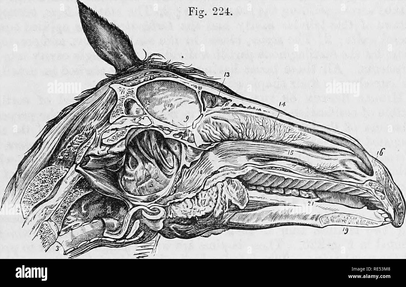 . L'anatomie comparée des animaux domestiques. Anatomie vétérinaire. Les cavités nasales- 443 os : c'est la plus étroite. Le milieu, composé entre les deux tur- binated les os, présente, en arrivant près de l'ethmoidal cellules, l'orifice qui réunit tous les sinus en communication avec la fosse nasale. Cet orifice est ordinairement étroite et courbe ; mais nous havo vu parfois converti en un trou suffisamment large pour permettre l'introduction d'un doigt fin. C'est aussi par ce que l'orifice du compartiment de l'os turbinated s'ouvre dans la fosse nasale, ces deux os Banque D'Images