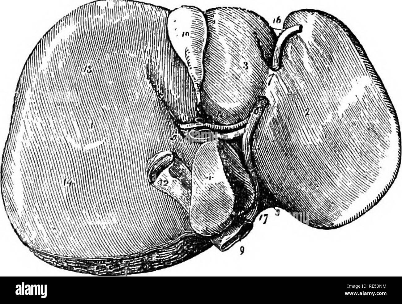 . L'anatomie comparée des animaux domestiques. Anatomie vétérinaire. Dans APPABATUS 434 L'appareil digestif des mammifères. Chez le chien, le canal d'choledochus, joints à une petite branche de le conduit pancréatique, pénètre dans l'intestin à une distance variable du pylore, selon la taille de l'animal, mais généralement entre li et 4| pouces. Dans la partie comprise entre l'intestin et l'origine du canal cystique, il reçoit plusieurs canaux biliaires de certains- quel diamètre considérable. Dans le Chat, le canal d'choledochus est le plus souvent inséré d'environ 1 à 11 pouces du pylori Banque D'Images