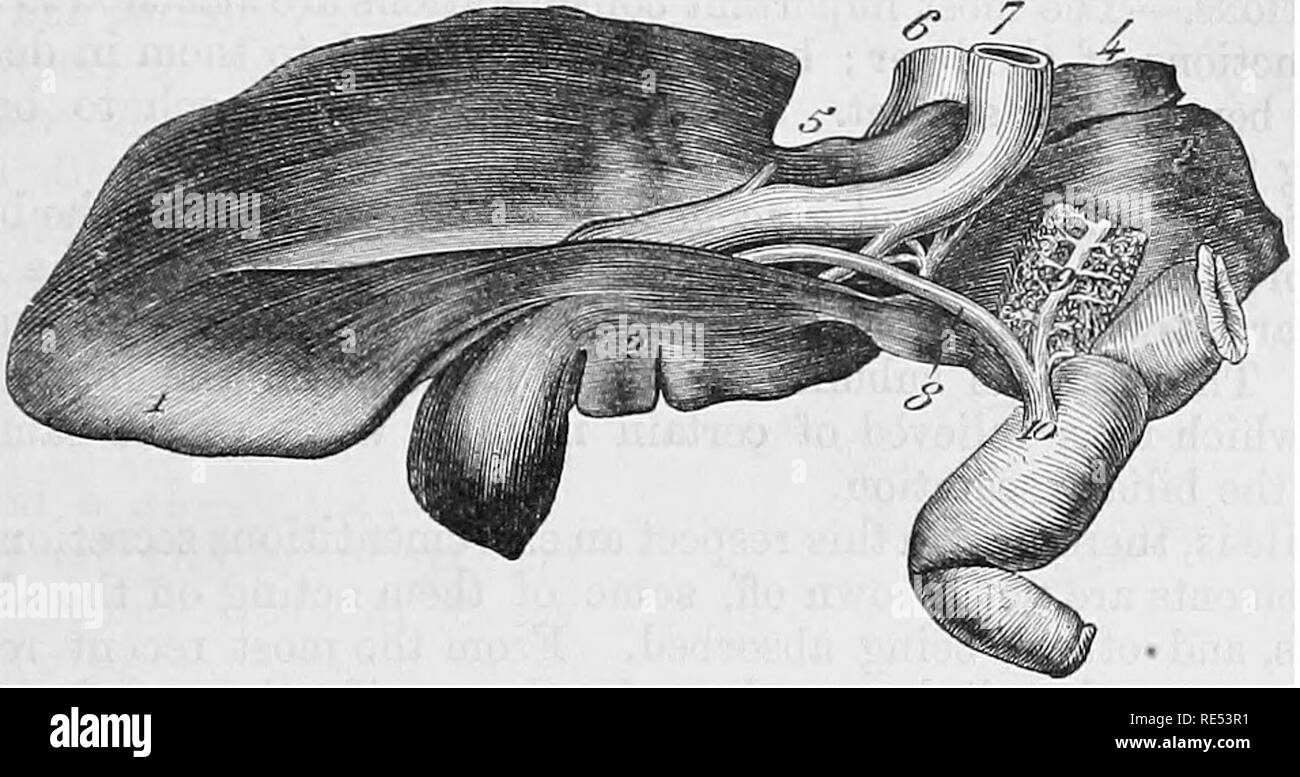 . L'anatomie comparée des animaux domestiques. Anatomie vétérinaire. OSGANS ANNEXÉ AU CANAL DIGESTIF ABDOMINAL. 425 avec le canal pancréatique principal. Les orifices de ces deux canaux sont entourés par une circulaire les muqueuses de pliage (ampoule de Vater), qui est généralement très important, et agit comme une soupape dans la prévention de l'entrée de substances alimentaires dans les ouvertures il entoure ce bureau ; il se remplit de l'UEO, afin qu'il ne sera pas même permettre à l'air avec lequel le duodénum est gonflé pour passer dans les conduits. Fig. 216.. BXCRETOEIf L'appareil OP HOESE LIVEE. 1, lobe gauche du Banque D'Images