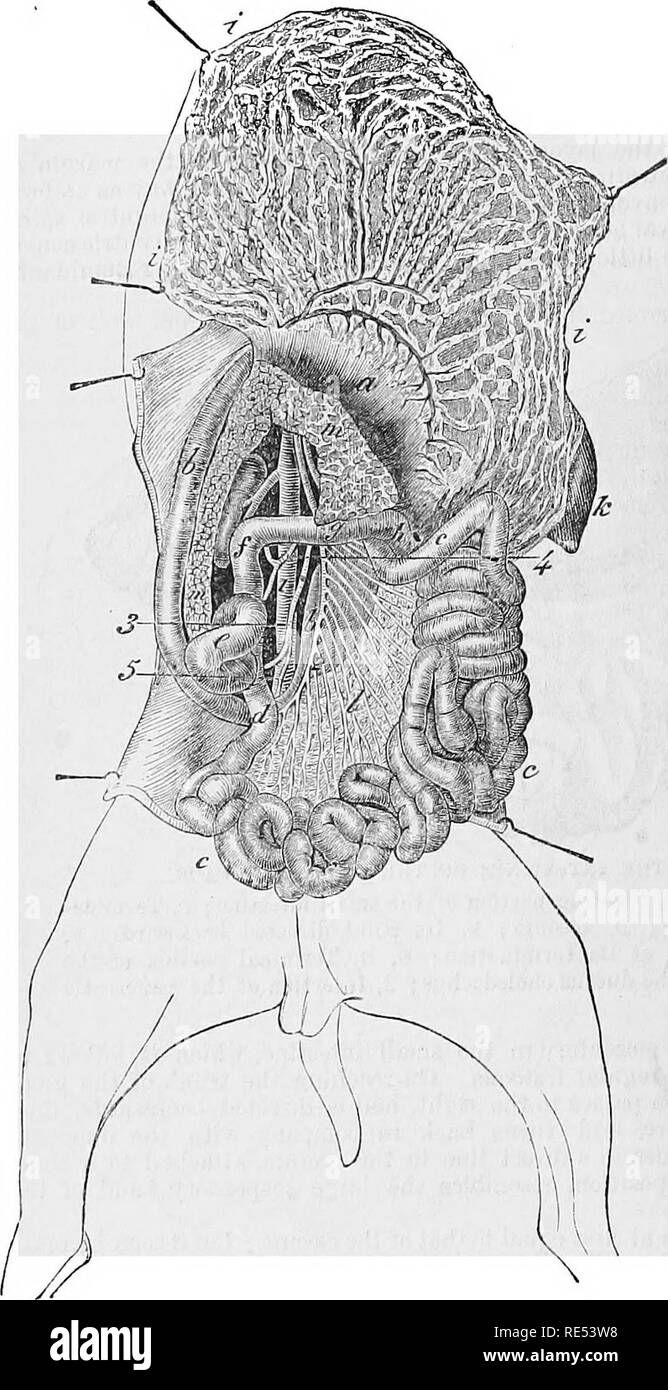 . L'anatomie comparée des animaux domestiques. Anatomie vétérinaire. 416 L'APPAREIL DIGESTIF DANS MAMMALIA. de l'abdomen, et par la suite, suspendu par le frEennm mésentérique courte qui ressemble aux grandes mésentère colique des solipèdes. Il est digne de remarque que la grande artère mésentérique va à la Fio-. 209. D'abord, et la petite messines- teric à la deuxième partie, comme dans le cheval. Mesuré pour l'ensemble de son étendue, de l'caecal cul-de-sac à l'anus, le gros intestin de l'Ox est de 33 à 39 pieds.| Il est donc plus longue que celle du cheval ; mais sa capa- cité est Banque D'Images