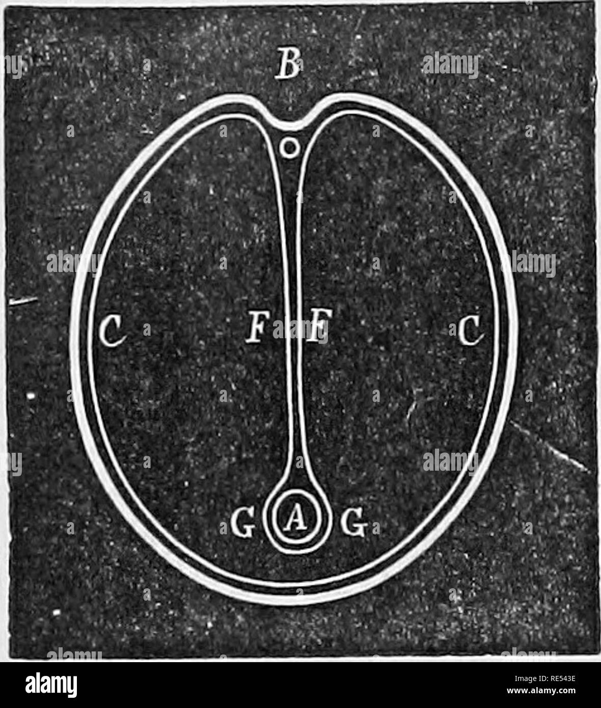 . L'anatomie comparée des animaux domestiques. Anatomie vétérinaire. 382 L'APPAREIL DIGESTIF DANS MAMMALIA. La Fig. 180.. La section transversale théorique de la cavité abdominale, POUR MONTRER LA DISPOSITION DE LA cavité péritonéale., B que de l'aorte, au niveau de la grande artère mésentérique : membrane péritonéale, OO, couvre les murs de l'abdomen, et aux points DD (pas insérée, mais destiné à être placé dans la cavité au-dessous, et de chaque côté de l'aorte, b) est pliée autour de la grande artère mésentérique de manière à former deux couches, ff, qui entrent en contact par e Banque D'Images