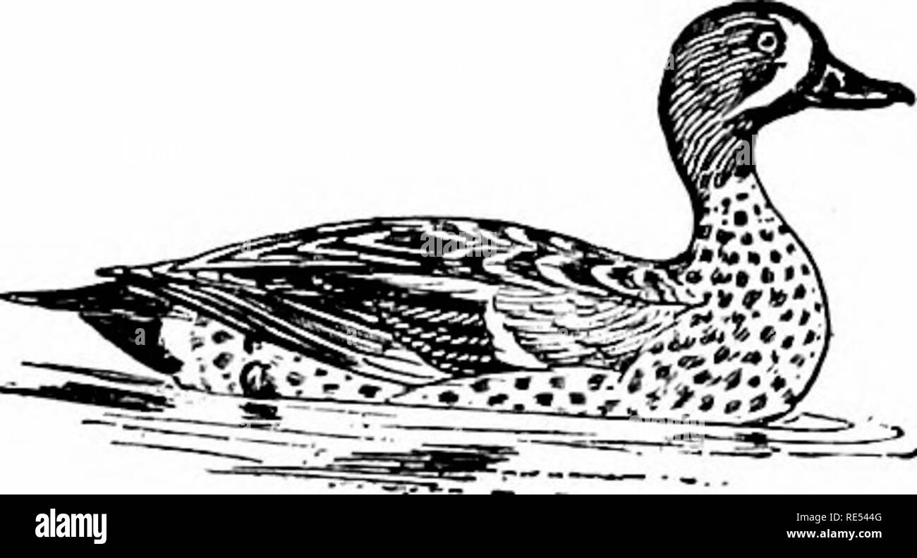 . Les oiseaux de l'Est de l'Amérique du Nord connu pour se produire à l'est du 19e méridien ... Les oiseaux. Sous-FAMILLE ANATIN/E. Rivière et étang des canards. Canards ayant doigt postérieur sans lobe membraneuses ou à Tarse, scutellate ; à l'avant. * Groupe 1. Aile, 5 à 7,50 cm de long. L'article 1, doigt postérieur, sans trappe ou lobe. Grand patch bleu pâle sur l'aile (ailes) ; croissant blanc sur le visage (inale) ; pas wliite Crescent, visage ; chin mouchetée (blanchâtre fe- homme). Commune dans l'Est des États-Unis. Anas discars. Les Sarcelles à ailes bleues. Disrors Alias. Voir n° 07. De grandes parcelles de bleu pâle sur l'aile (ailes) ; tête et lireast, rufou Banque D'Images