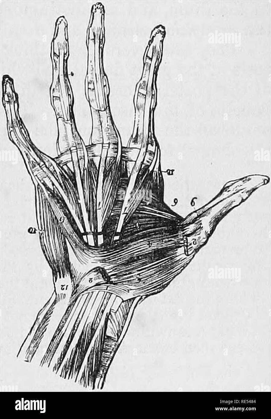 . L'anatomie comparée des animaux domestiques. Anatomie vétérinaire. Les muscles de l'ANTEBIOB LES MEMBRES. 279 D. Muscles du pied antérieur dans Eaminants. Ces animaux n'ont pas de muscles, à proprement parler, dans la région du pied ; en fait, on ne trouve en eux le ligament de l'supensory boulet, qui est l'interosseous des deux chiffres. COMPAEISON OP LA MAIN OT HOMME AVEC QUI OP LES ANIMAUX. Les muscles de la main de l'homme sont nombreuses et bien développées, en raison de l'étendue et la variété des mouvements de ses différentes parties. Ils sont divisés en trois groupes : les externes, ou Banque D'Images