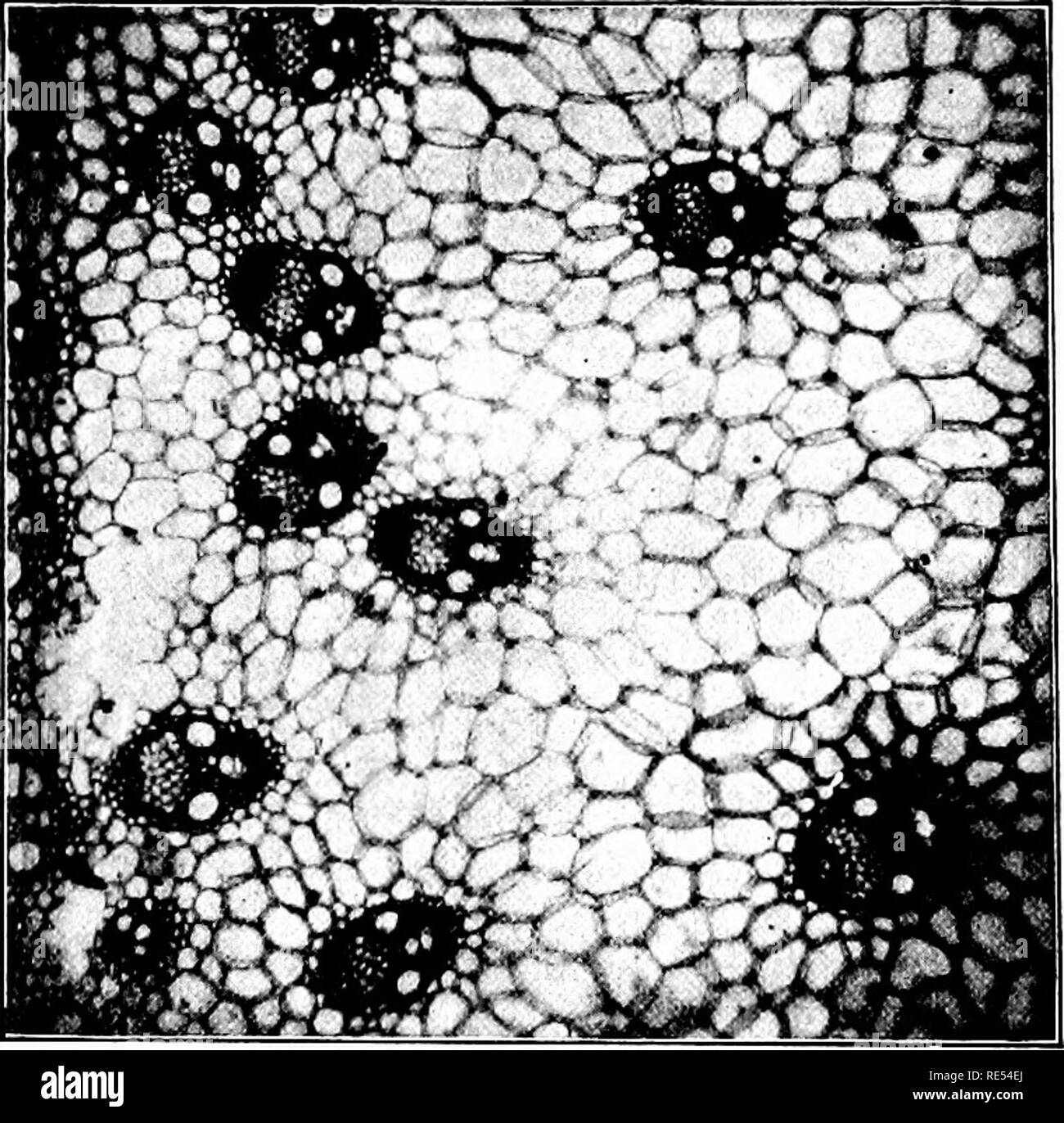 . Étude de la nature ; un manuel pour les enseignants et les élèves. L'étude de la nature. 3o6 NATURE-l'étude des gaines. En dehors de la partie tubulaire de la tige est l'écorce, pas encore difficile dans les jeunes pousses d'arbres et de plantes herbacées. Dans les tiges de Lily, tiges, tiges, Palm et les herbes, les brins ne sont pas ainsi organisés, mais sont trouvés dans la formule lapidaire de substance la tige. Si nous avons coupé à travers une brindille d'un arbre qui est devenu, woody. Fig. III. L'article de Cora, Btmdles Manomannette montrant Fibrovascular (Photomicrographie.) nous verrons que la partie ligneuse est distinct de l'écorce à l'extérieur et une partie à la formule lapidaire Banque D'Images