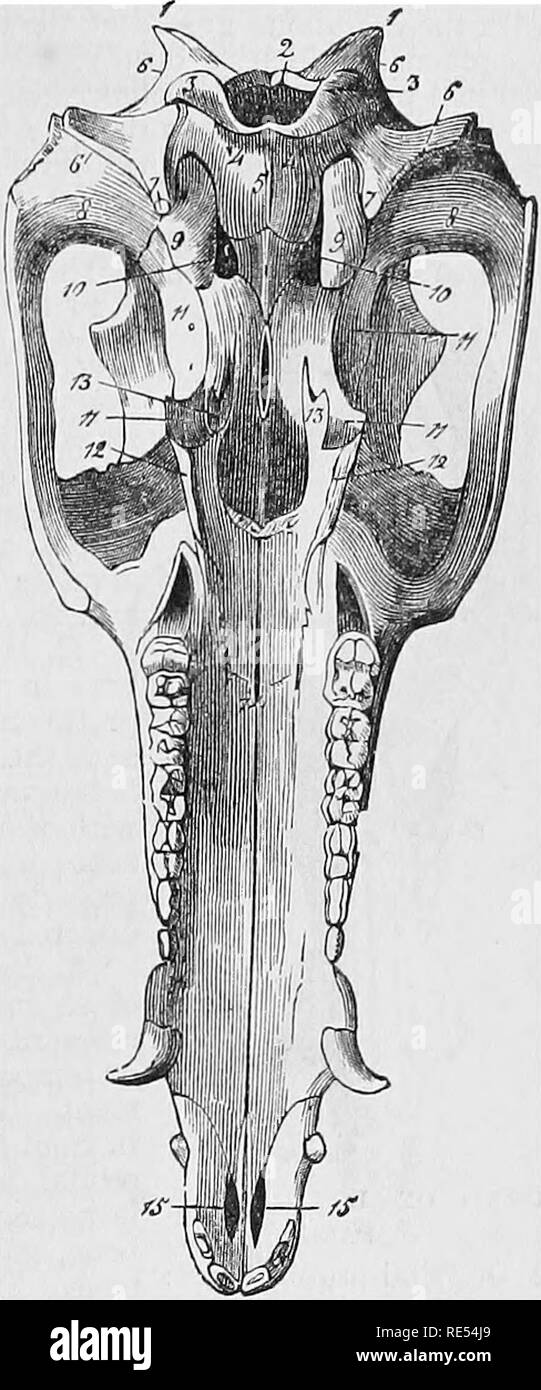 . L'anatomie comparée des animaux domestiques. Anatomie vétérinaire. Lire les EST. Protubérance mastoïde 61 remplace l'apophyse mastoïde. L'apophyse mastoïde crest est, comme dans le boeuf confondu avec la racine supérieure de l'apophyse zygomatique ' Le projiction formé par la protubérance de la mastoïde est énorme. Le processus d'subuUform est peu marqué et il n'y a pas de prolongation de l'hyoideal ou canal pariéto-temporal de l'os. bupermaxillary. fa-dans le cochon, l'ex- temal surface de cet os est creusé en son milieu, fig. 32. et présente en face d'un volumineux relief formé par l'alvéole de la dent canine. La c Banque D'Images