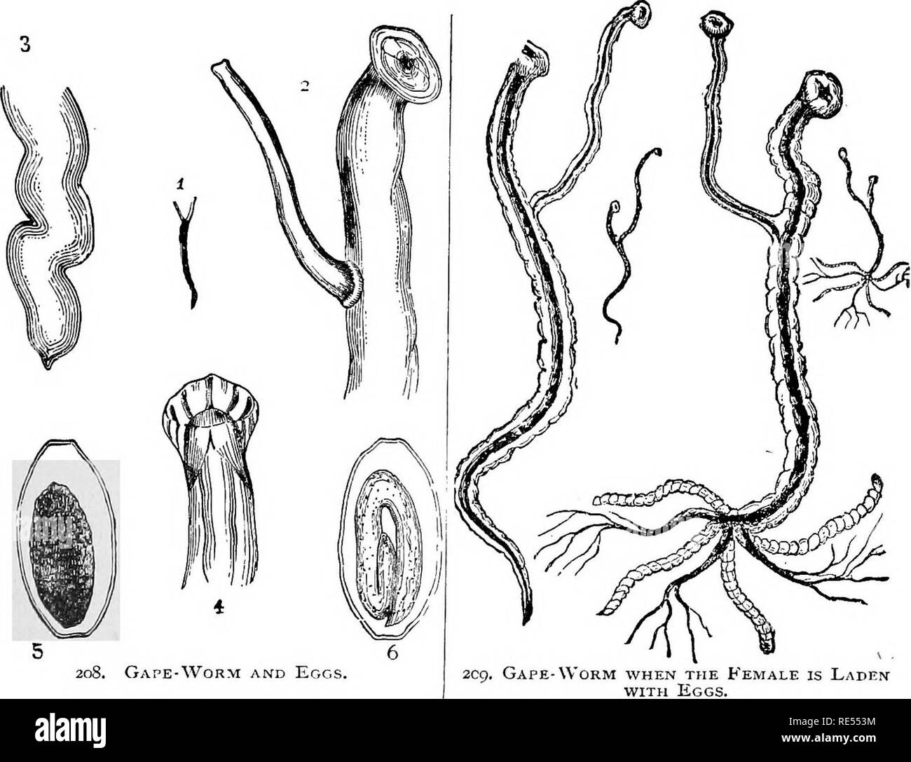. Le médecin vétérinaire homéopathique, donnant à l'histoire, moyens de prévention, et les symptômes de toutes les maladies du cheval, boeuf, mouton, porc, chien, chat, de volailles et d'oiseaux, et le plus méthodes de traitement approuvées. La médecine vétérinaire. POULTRYl et gros oiseaux. 385, de boire, ou de poivre de Cayenne, l'ail, l'asafoetida, de gentiane ou oignons dans la nourriture. Le mélange Douglass (voir page S74) est l'une des meilleures des toniques. Baille. Poulets, dindes, canards et autres oiseaux domestiques, ainsi que de nombreuses espèces d'oiseaux sauvages, sont sujets à une maladie qui est connue par le nom général " baille", ainsi appelé à partir de la th Banque D'Images