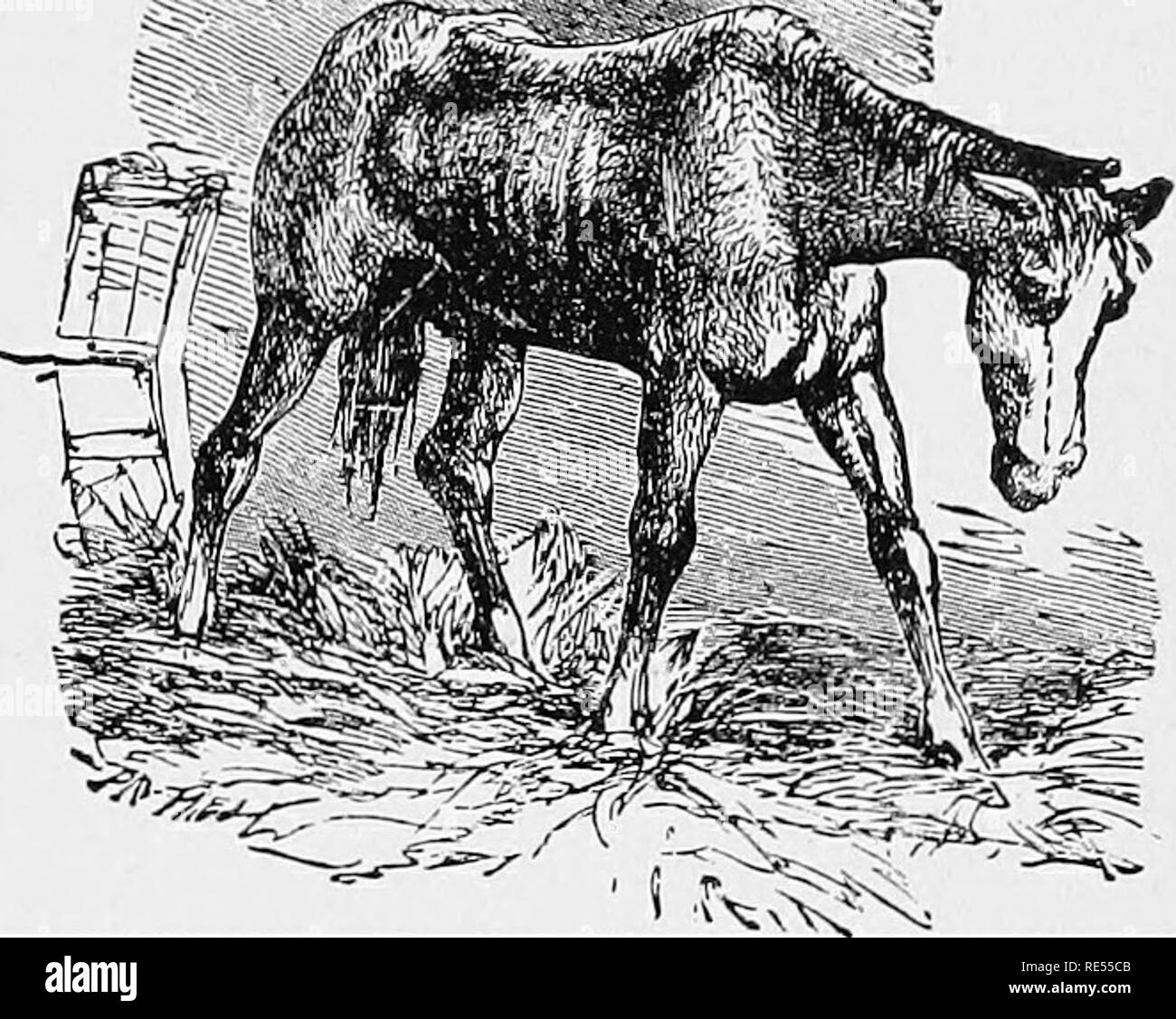 Le Medecin Veterinaire Homeopathique Donnant A L Histoire Moyens De Prevention Et Les Symptomes De Toutes Les Maladies Du Cheval Boeuf Mouton Porc Chien Chat De Volailles Et D Oiseaux Et Le Plus