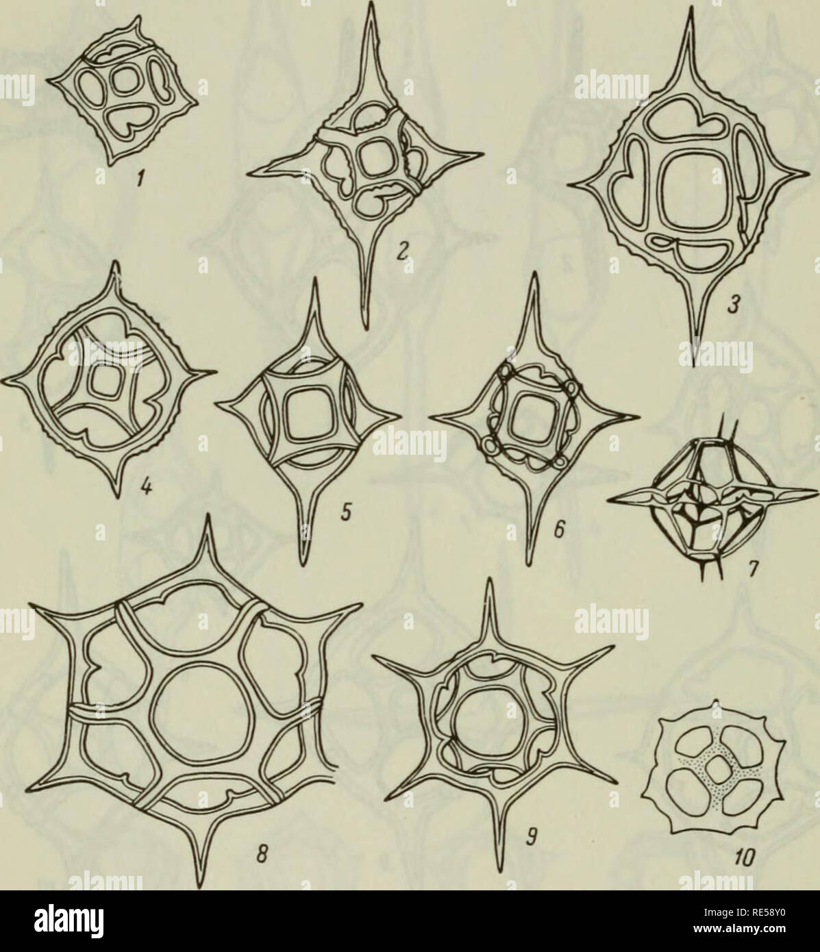 . Plantes cryptogamique de l'URSS. Sporovykh : flore (ESSS). Les plantes. Assiette XIX 1-6 - D i st ephanu s cr ux (Ehr.) Hack. var. crux (1, 2, 3, 5- Vue du dessus ; 4, 6 - d'un côté) : 1,4-Japon, Onnagawa formation. Miocène moyen ; 2, 3-bassin de la rivière Irgiz, Uzen'-Kairakty Tas-Aran, partie supérieure de suite, la fin de l'Éocène moyen ; 5, 6 - partie ouest du Caucase du Nord, Shibik River, début du Miocène. 7 -9-D. speculum (Ehr.) Hack. var. speculum (7 double-squelette, vue de côté ; 8 - Vue du dessus, 9 - à partir de ci-dessous) : 7-baie de Kiel, de plancton (Gemeinhardt, 1930) ; 8-Nouvelle-Zélande, Oamaru, ou au début de l'Éocène, Oligocène ; 9-Ouest Banque D'Images