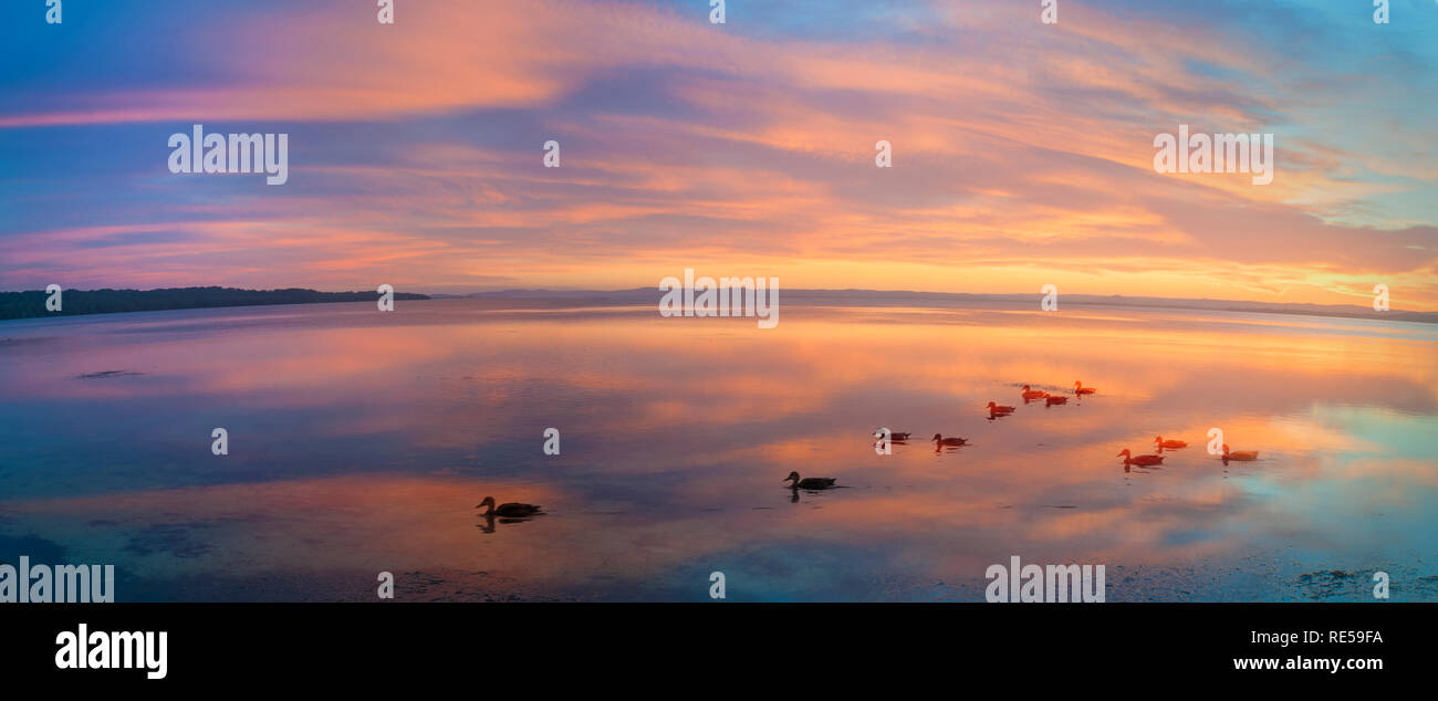 Des canards au lac Tuggerah, Canton Plage, Toukley, lac Tuggerah, New South Wales, Australie Banque D'Images