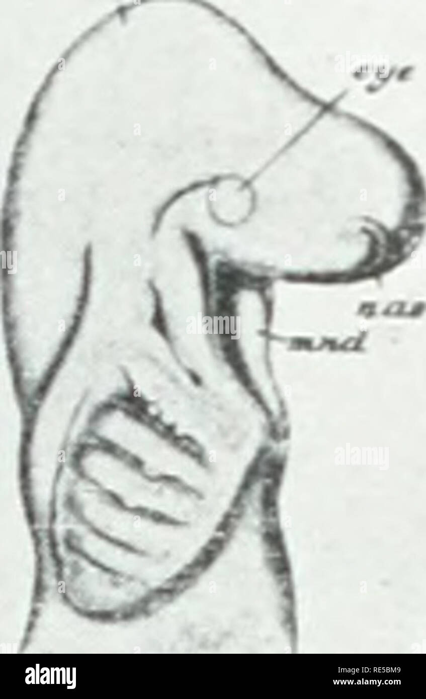 . Une critique de la théorie de l'évolution. L'évolution. Théorie de l'évolution 21 alors plus probable que la possession de mammifères et d'oiseaux ce stade dans leur développement tout simplement parce qu'il n'a jamais été perdue ? Ce n'est pas une vue plus raisonnable de supposer que l'tlian les fentes branchiales des embryons de l'formes supérieures représentent les fentes branchiales adultes du poisson. Veuillez noter que ces images sont extraites de la page numérisée des images qui peuvent avoir été retouchées numériquement pour plus de lisibilité - coloration et l'aspect de ces illustrations ne peut pas parfaitement ressembler à l'œuvre originale.. Morgan, Thomas Hunt, 1866- ; Pr Banque D'Images