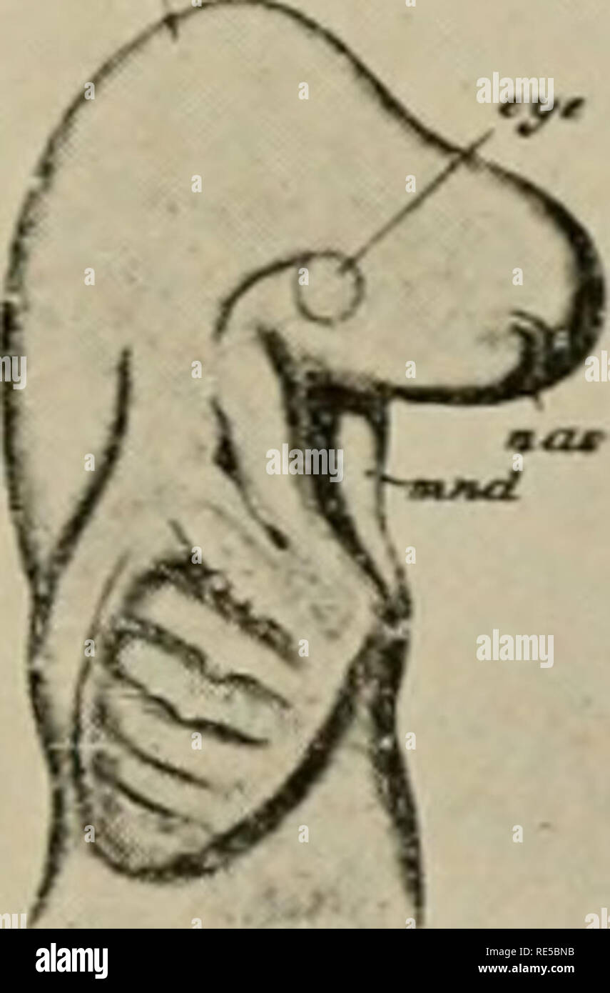 . Une critique de la théorie de l'évolution. L'évolution ; l'évolution. Théorie de l'évolution 21 alors plus probable que la possession de mammifères et d'oiseaux ce stade dans leur développement tout simplement parce qu'il n'a jamais été perdue ? Ce n'est pas une vue plus raisonnable que de supposer que les fentes branchiales des embryons de l'formes supérieures représentent les fentes branchiales adultes du poisson. Veuillez noter que ces images sont extraites de la page numérisée des images qui peuvent avoir été retouchées numériquement pour plus de lisibilité - coloration et l'aspect de ces illustrations ne peut pas parfaitement ressembler à l'œuvre originale.. Morgan, Thomas Hunt, Banque D'Images