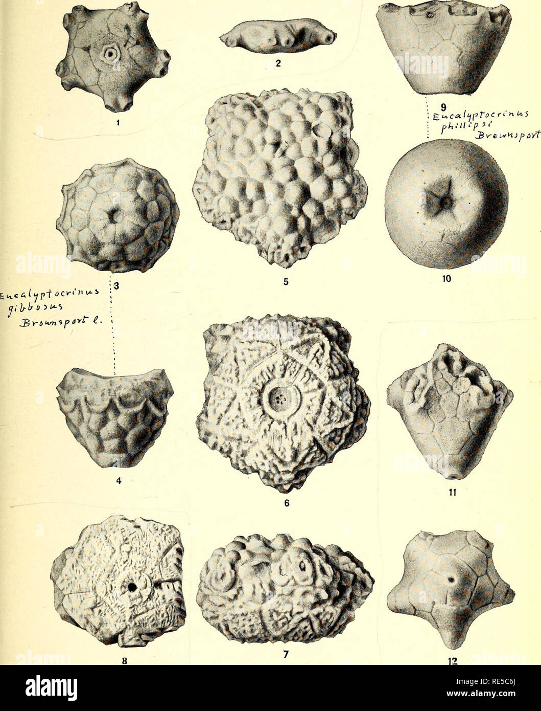 . Une synthèse critique de l'Troosts manuscrit non publié sur les crinoïdes du Tennessee. Crinoidea, combustibles, la paléontologie. NATIONAL MUSEUM BULLETIN N° 64 PL. 10. Troost'S Crinoïdes du Tennessee.. Veuillez noter que ces images sont extraites de la page numérisée des images qui peuvent avoir été retouchées numériquement pour plus de lisibilité - coloration et l'aspect de ces illustrations ne peut pas parfaitement ressembler à l'œuvre originale.. Bois, Elvira ; Troost, Gerard, 1776-1850. Washington, Govt. imprimer. off. Banque D'Images