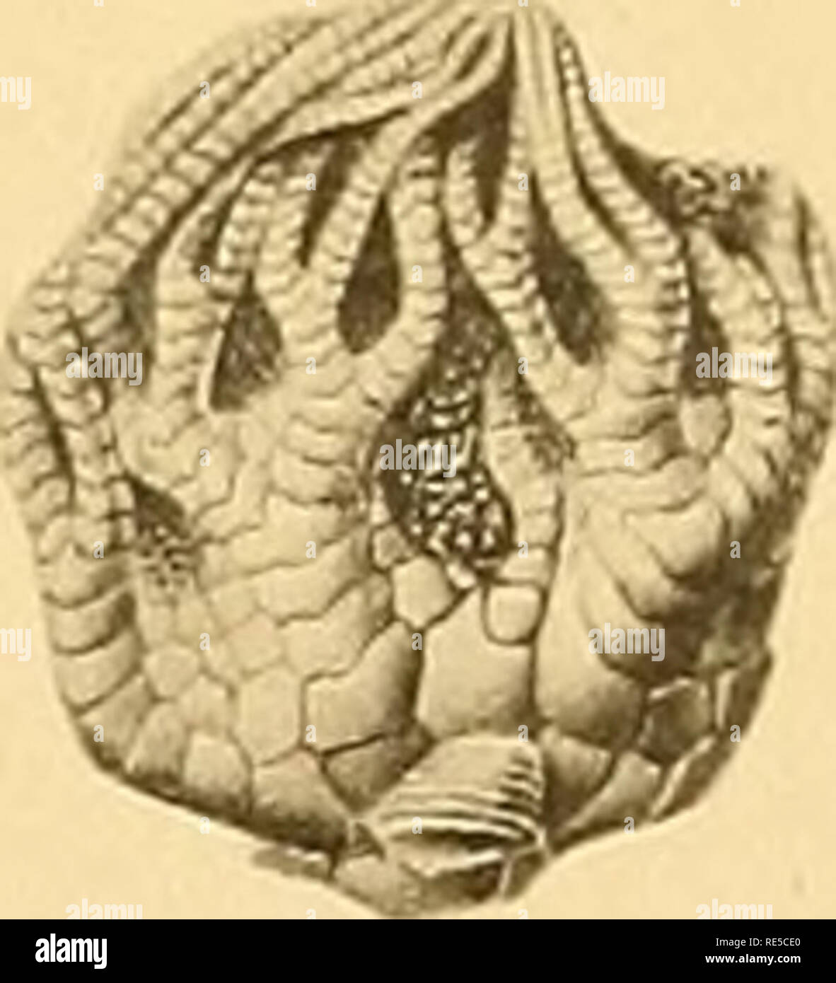 . Les flexibilia Crinoidea (avec un atlas de A.B.C. et 76 plaques). Crinoidea, combustibles. 12. 17a. Veuillez noter que ces images sont extraites de la page numérisée des images qui peuvent avoir été retouchées numériquement pour plus de lisibilité - coloration et l'aspect de ces illustrations ne peut pas parfaitement ressembler à l'œuvre originale.. Springer, Frank, 1848-1927 ; Smithsonian Institution. Ville de Washington, Smithsonian Institution Banque D'Images