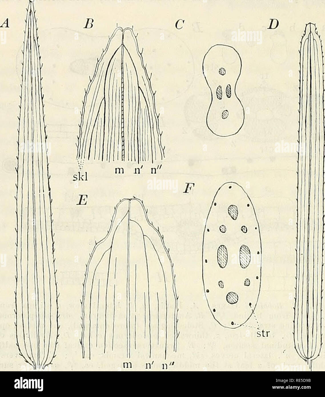 . Recherches critiques sur l'potamogetons. 56 J. HAGSTBOM CEITICAL EESEAECHES O., SUR LA POTAMOGETONS. P. Maackiaiius Ar. Bennett. Notes sur Potamogeton, - dans la journ. De Bot. 1904, 74. - P. serrulatus Regel et Maack, dans la région de Kegel, tente. Fl. Ussur. 1861, 153. - P. Rohhinsii Oakes var. ja'ponicus Ar. Bbnn. Notes sur le Japon. Potamog. dans Bull, de l'Herbier Boiss. 1896, 546, 549. - Fig. 20, D, E, F. Dr P. Graebner dans sa monographie Potamogeton (1907 p. 108) dit, "Af- finitas speciei mihi valde dubia est ; probabiliter subsectionem melius propriam constituit ; ex cl. A. Ben- net in litt. melius prope P. Banque D'Images