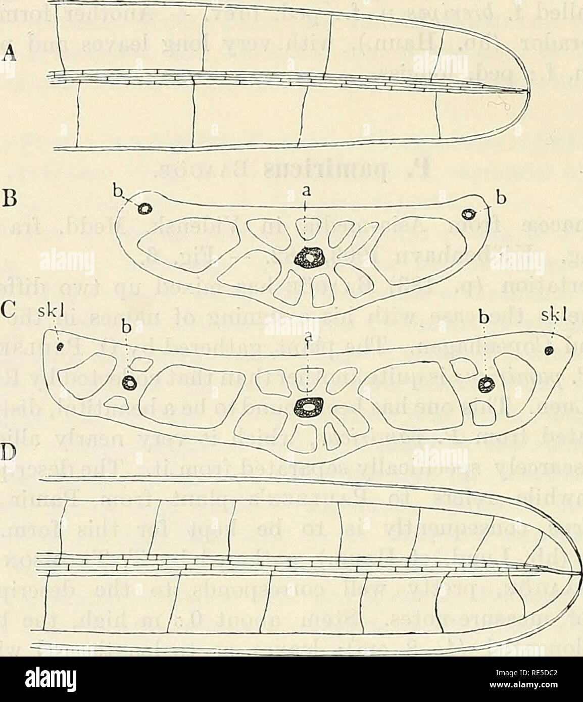 . Recherches critiques sur l'potamogetons. 26 J. O. HAOSTEOM, CRITIQUE LES RECHERCHES SUR L'POTAMOGETONS. P. strictus Phil. Florula atacamensis, 1860, 50. P. aulacophyllus ScnvMA^N en fl, Brasil. III. 3, 1894, 696. - Fig. 7, A-B. Espèces Tliis est également très proche de P. filiformis. Comme pour le style, la stigmatisation et les fruits mûrs il peut difficilement être discernées. La façon d'brandling, de même, est aussi le même : chaque embrasse gaine mais une direction. La forme cultivée, étant seulement 9-13 cm de haut, est d'être considérés comme les principaux- forme. Il a (relativement court 3-6 cm) feuilles et gaines court. Quitte usu-. Fig. 7 Banque D'Images