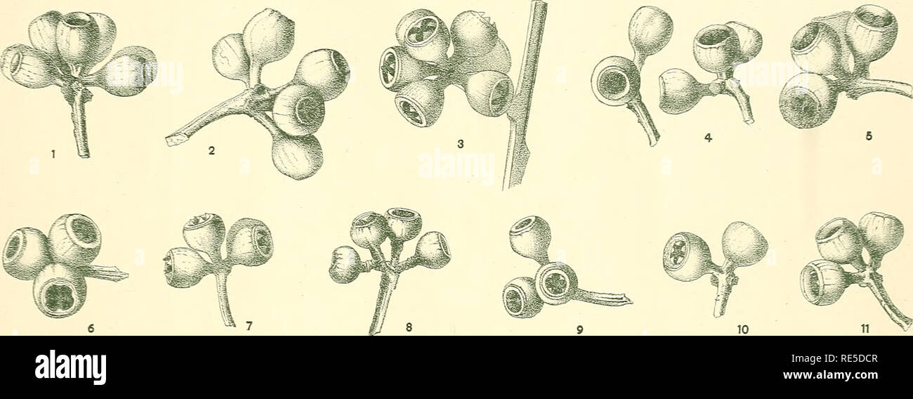 . Une révision critique du genre Eucalyptus. De l'Eucalyptus. Crit. Rev. de l'Eucalyptus. Pl. 4.. Veuillez noter que ces images sont extraites de la page numérisée des images qui peuvent avoir été retouchées numériquement pour plus de lisibilité - coloration et l'aspect de ces illustrations ne peut pas parfaitement ressembler à l'œuvre originale.. Maiden, J. H. (Joseph Henry), 1859-1925. Sydney, W. A. Gullick, government printer Banque D'Images