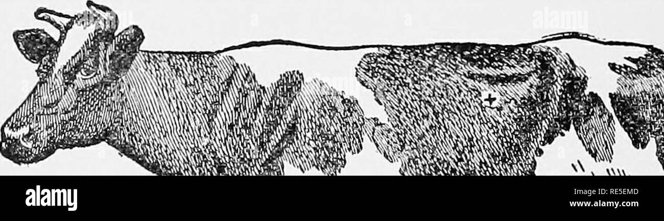 . Le vétérinaire de l'agriculteur : un traité pratique sur les maladies de stocks agricoles . Médecine vétérinaire. ii8 VÉTÉRINAIRE DE L AGRICULTEUR alimentaire vert frais. J'ai connu de nombreux cas où les bovins ont gonflé de manger du foin de luzerne pendant la saison d'hiver. Il n'y a pas d'erreur, c'est la maladie. L'animal montre la douleur, va oflf à elle-même, et respire avec difficulté. Les coliques sont souvent associées à des ballonnements. Le symptôme le plus caractéristique, cependant, c'est l'enflure excessive en raison de l'essence. Les ballonnements. '"^^^^^^^iy ' . Veuillez noter que ces images sont extraites de la page numérisée des images qui peuvent h Banque D'Images