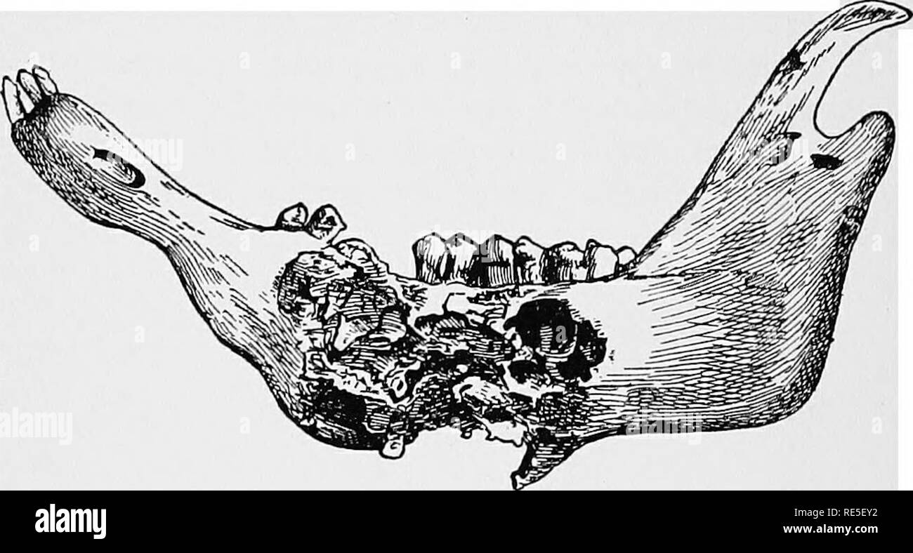 Le Vétérinaire De Lagriculteur Un Traité Pratique Sur Les - 