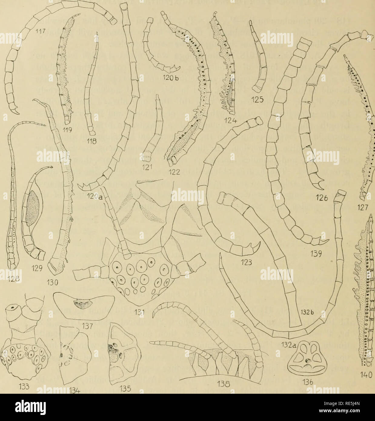 . Les Crinoïdes du Dr S. Bock's expedition au Japon, 1914. Crinoidea ; des expéditions scientifiques. Fig. 117-119 IridomeUrt melpomene (St. 32) 117) Cirrus, i, 118) P, ", i. 119) Di.-ital pinnule "/i ; 120- Doronictra hriseis 122 (St. 37) 120) Cin-us a) un long^ (du verticille ventrale), h) de type court (à partir de la dorsale verticille) •j. 121 P), 'vi. 122) "i : pinnule distale 123, 124 Doromctra nana (St. 41) 123 Vi 'Cirrus. 124) axe Distal- nule "/i ; 125-127 Dorometra parvicirra 125 P), (St. 53). X 17' !, 126) Cirrus (St. 47) '*i, 127) pinnule distale (St. .53) '&lt;i : 128-132 Psathyrometra-Wiri iii Banque D'Images