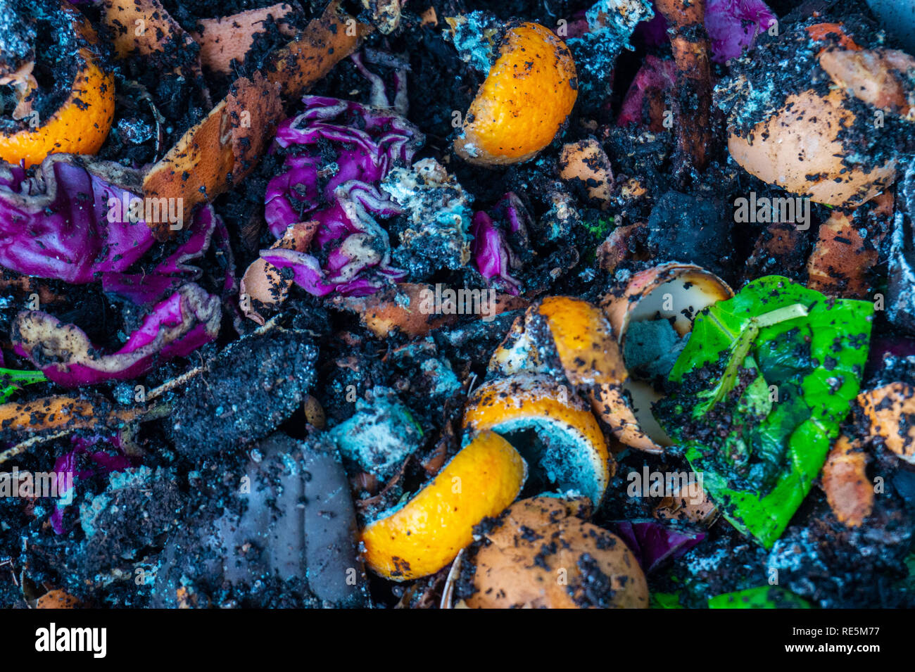 La lombriculture ver de compost (ferme de ver) avec les restes de nourriture en décomposition pour passe-temps de jardinage, faire un engrais naturel pour les plantes Banque D'Images
