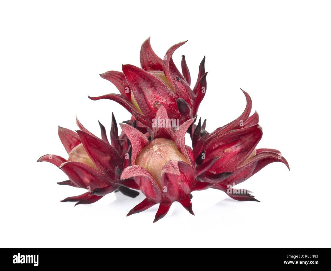 Hibiscus Roselle sur fond blanc Banque D'Images