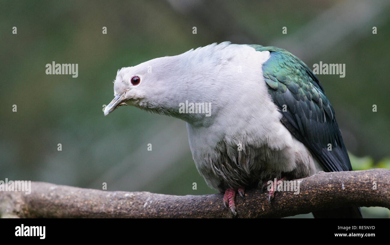 Green Imperial Pigeon, ou Ducula aenea regarder vers le bas Banque D'Images