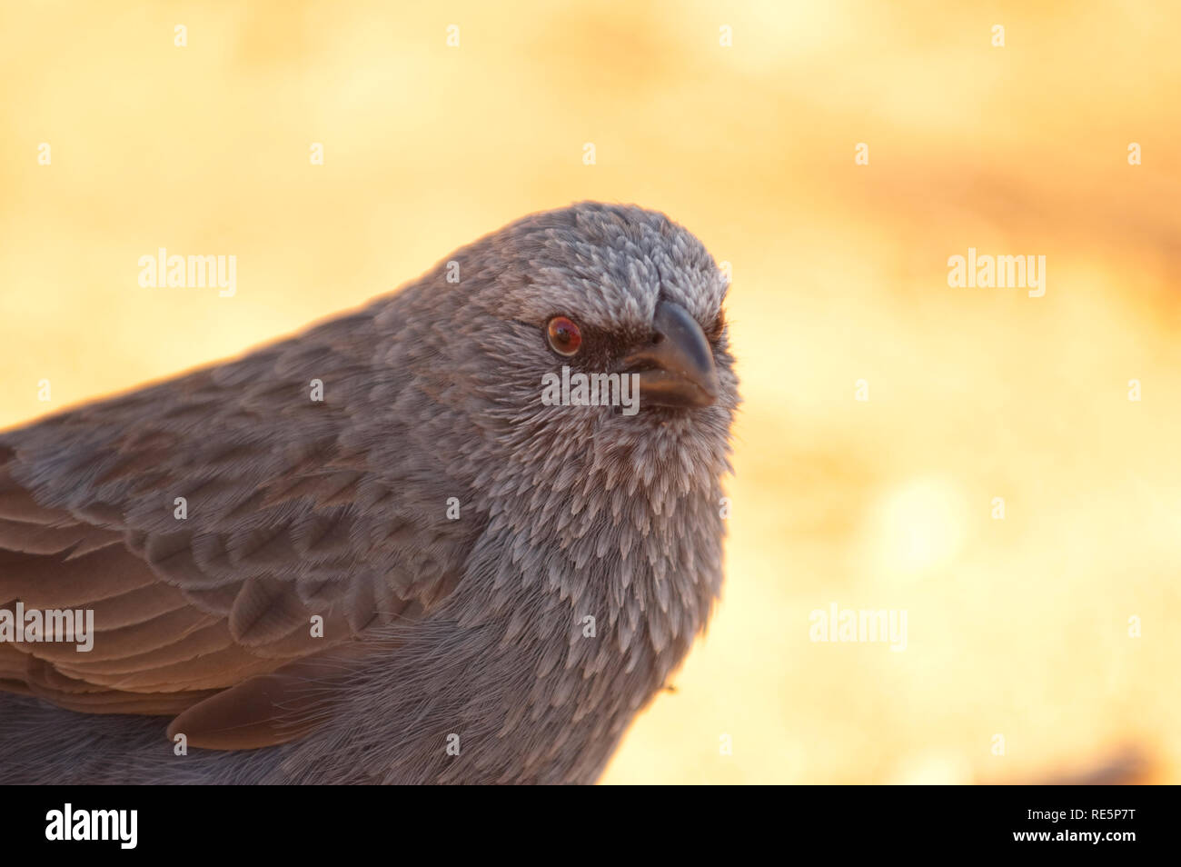 Oiseau de l'apôtre, Mungo National Park, New South Wales, Australie Banque D'Images