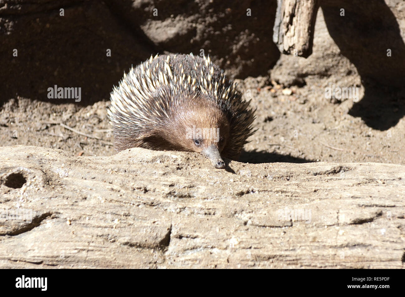 Echidna, Australie Banque D'Images