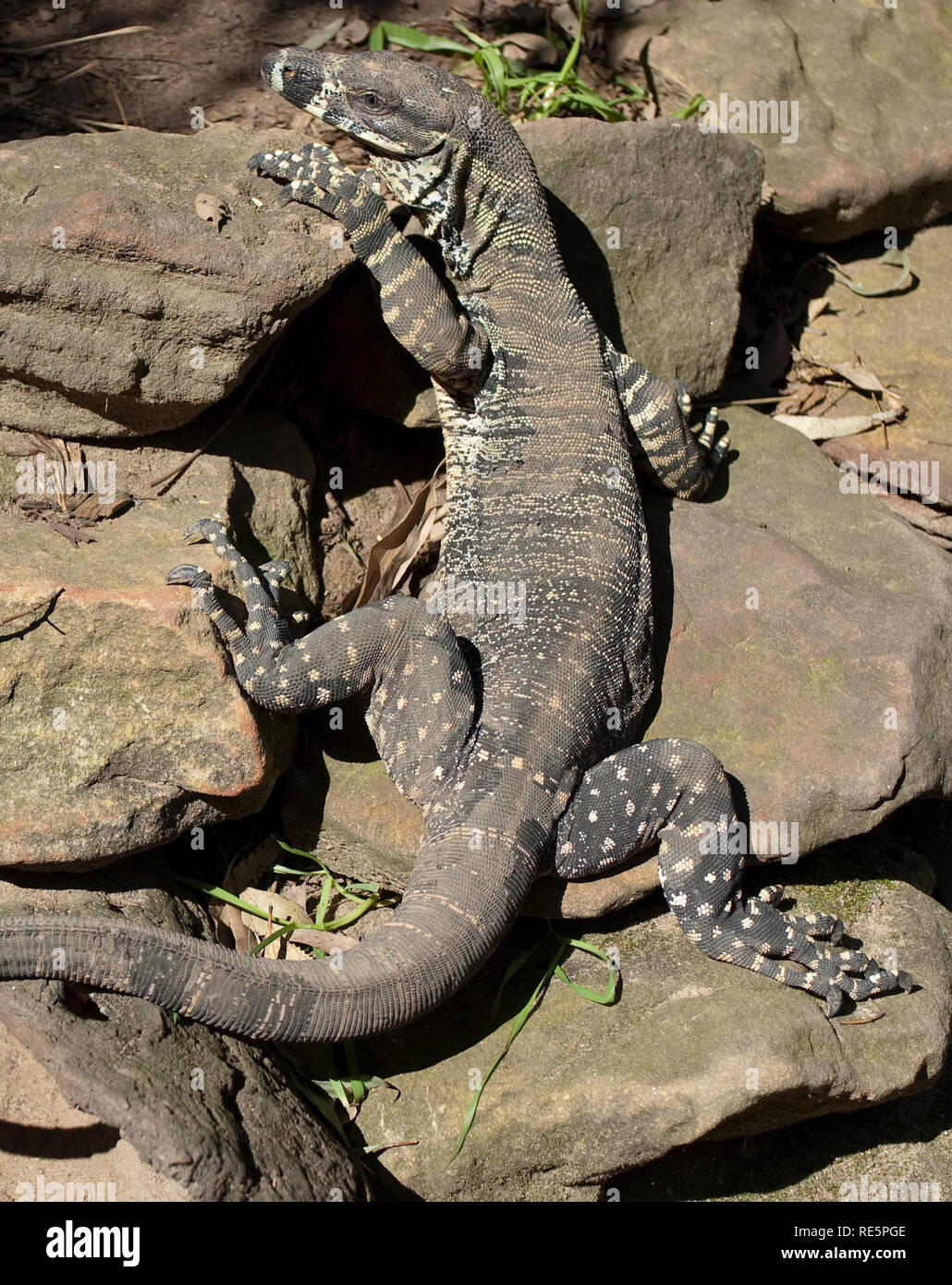 Lace Monitor, Australie Banque D'Images