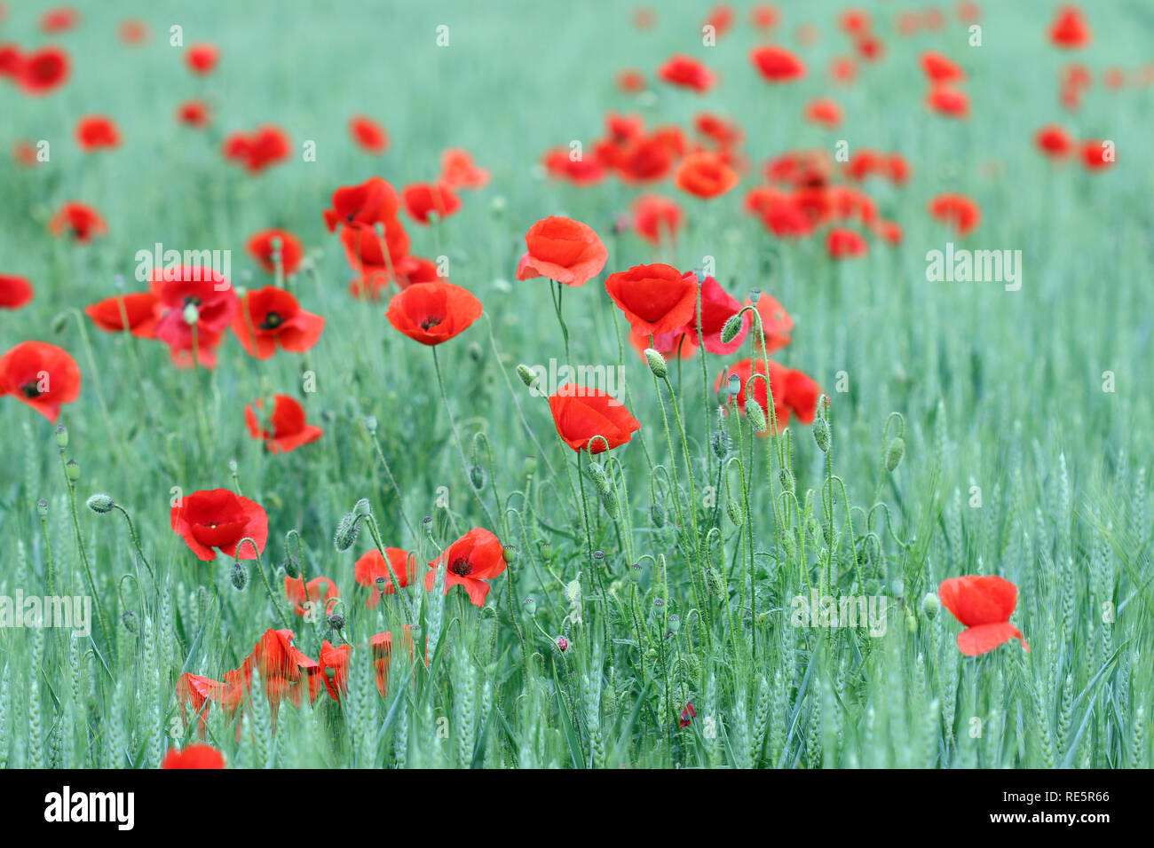 Fleurs coquelicots rouges paysage saison printemps campagne Banque D'Images