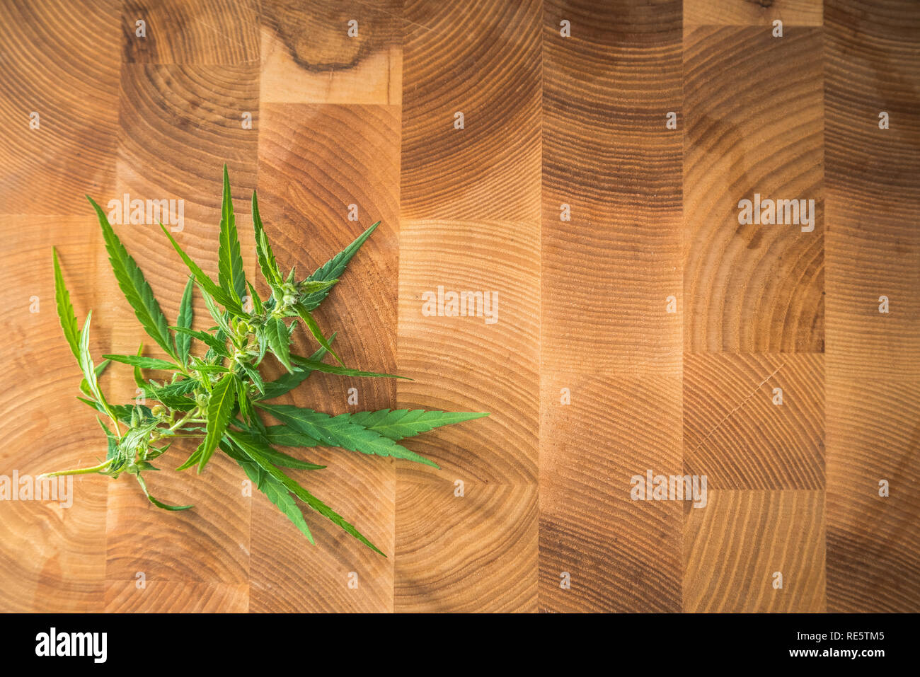 Photos Macro de la marijuana plante avec les feuilles et les bourgeons sur fond de bois. La plante de cannabis vue en gros plan. Plante de la marijuana à des fins médicales avec un hig Banque D'Images