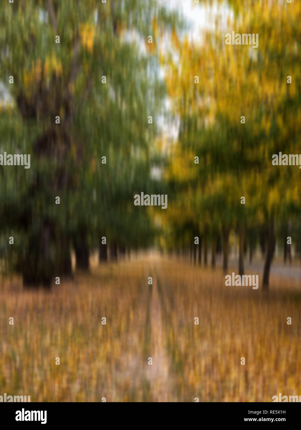 Image automne libre de flou artistique un chemin le long d'une allée dans un parc de la ville de Burgos, Espagne Banque D'Images