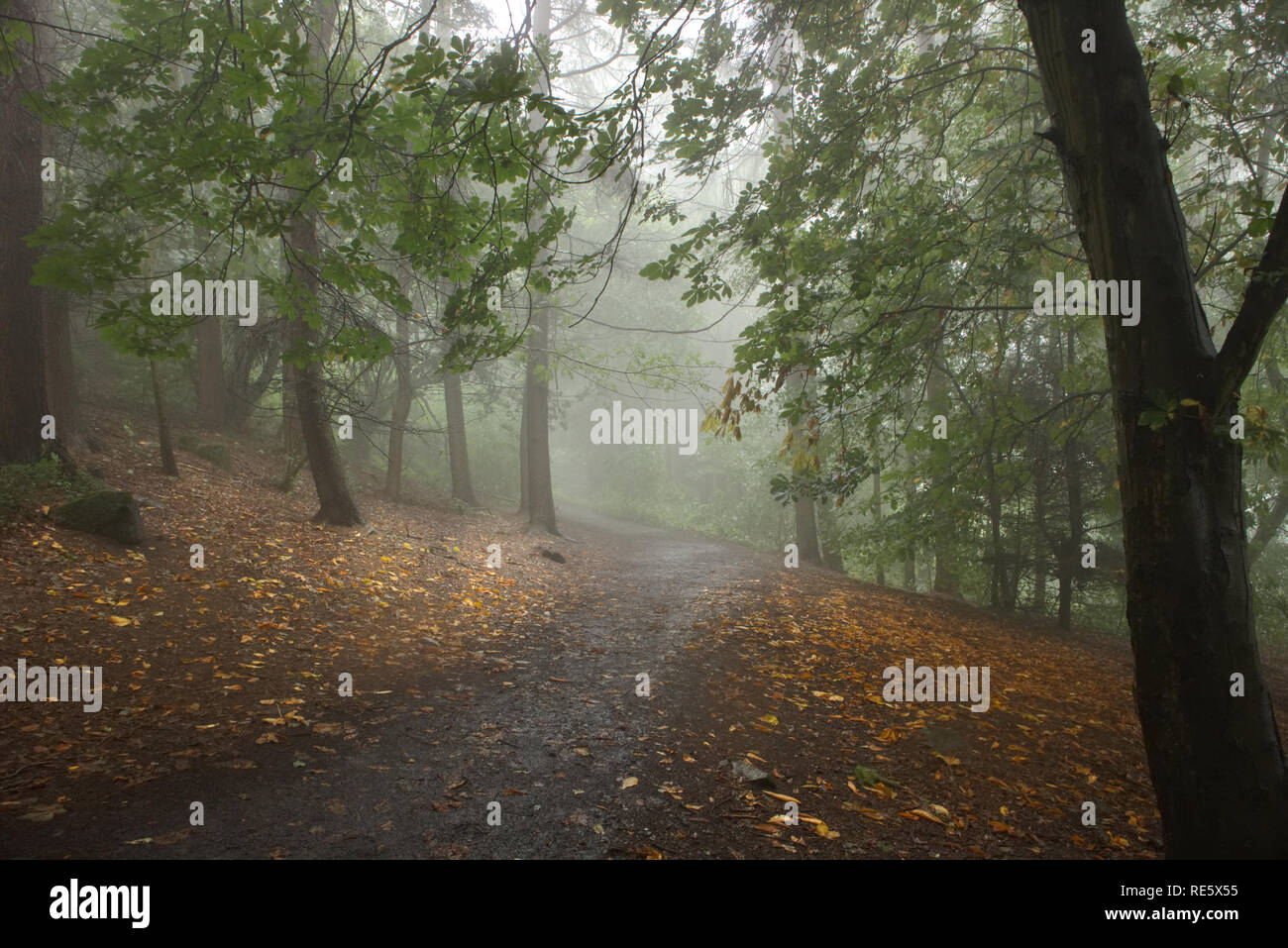 Une photographie d'un sentier dans la distance de fuite dans un brumeux et effrayant-à la forêt entouré par orange feuilles tombées Banque D'Images