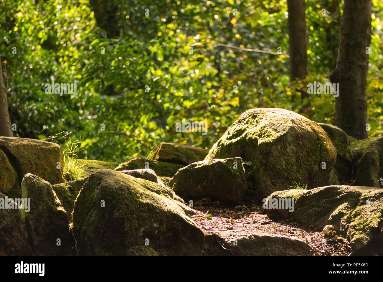 Des rochers couverts de mousse dans les bois Banque D'Images