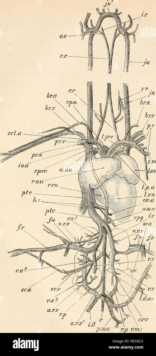 . Un cours d'instruction en zootomy (vertébrés). Anatomie, comparatif. r.r.prc au. sc.a FIG. 54.-Columba livia. Le système vasculaire sanguin, de l'aspect ventrale (nat.).. Veuillez noter que ces images sont extraites de la page numérisée des images qui peuvent avoir été retouchées numériquement pour plus de lisibilité - coloration et l'aspect de ces illustrations ne peut pas parfaitement ressembler à l'œuvre originale.. Parker, T. Jeffery (Thomas Jeffery), 1850-1897. Londres, Macmillan Banque D'Images