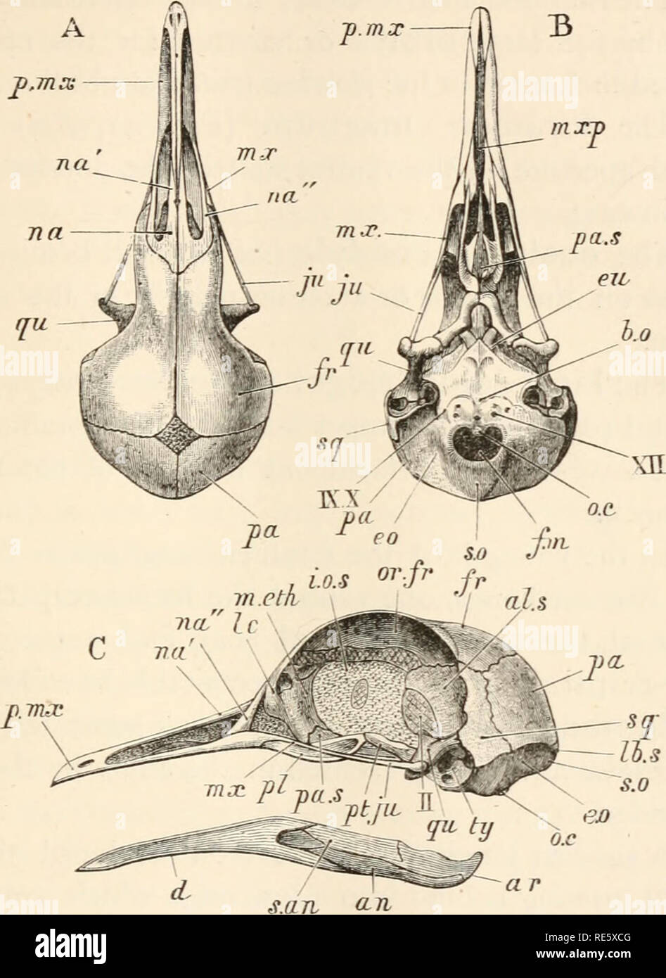 . Un cours d'instruction en zootomy (vertébrés). Anatomie, comparatif. Le pigeon. 189 B. F.IG. 47.-Columba livia. Le crâne d'un jeune oiseau (environ six veeks vieux). A, à partir de ci-dessus ; B, de dessous ; C, du côté gauche (nat.). Les pièces cartilagineuses se distinguent en parsemant. al.s, alisphenoid : un, angulaire : ar : articulaires, b.o : basioccipital, &lt ;/, dentaire : f.o, exoccipital : UE, l'ouverture de la trompe d'Eustache : f-tn, trou occipital : fr, frontale : j.o.s, en*erorbital : septum jit, jugal : !c : lacrymal, Ib.s, Suture lambdoïde : m.eth, mesethmoid : mx, maxillaire : mx.p, chirurgie maxillo-palat Banque D'Images