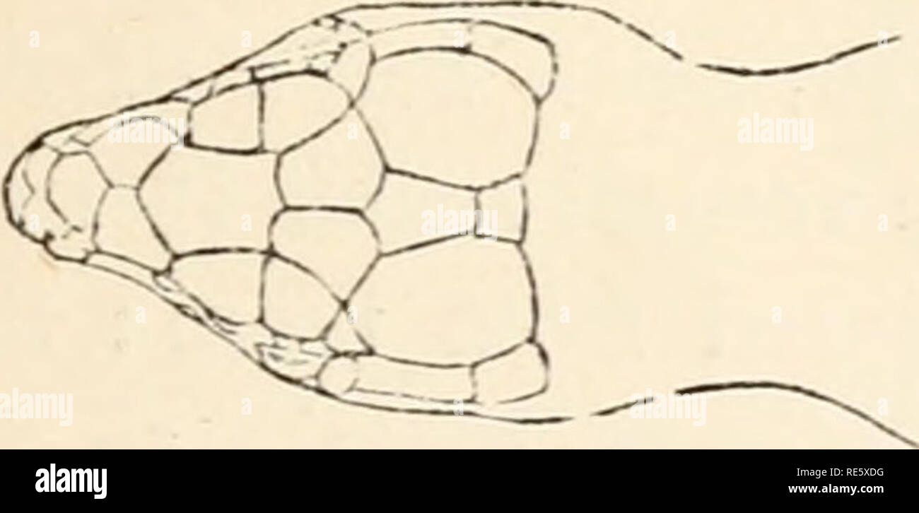 . Un cours d'instruction en zootomy (vertébrés). Anatomie, comparatif. . Veuillez noter que ces images sont extraites de la page numérisée des images qui peuvent avoir été retouchées numériquement pour plus de lisibilité - coloration et l'aspect de ces illustrations ne peut pas parfaitement ressembler à l'œuvre originale.. Parker, T. Jeffery (Thomas Jeffery), 1850-1897. Londres, Macmillan Banque D'Images