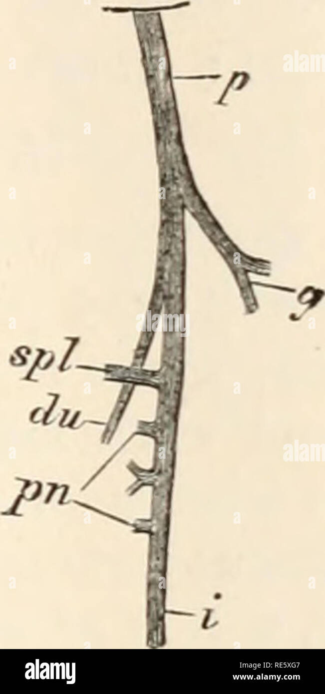 . Un cours d'instruction en zootomy (vertébrés). Anatomie, comparatif. La raie. 51 101. L'artère mésentérique supérieure (Fig. 20, S.M) entrant dans la cavité abdominale avec parallèle, et un peu en arrière de l'cceliac. Elle se divise en deux branches principales, dont l'un rupplies l'intestin (/), l'autre le pancréas (/ ;/) et de la rate (&lt;r//). Le rectum est principalement alimenté par la petite artère mésentérique inférieure (§ 157, fig. 20, ?. ; ; ;•), qui passe directement de l'aorte à la glande rectale.. FIG. 16.-Raja nasuta. La veine porte (un tiers nat. &Gt;j ?e). Le village, ulcère gastrique, veine : g Banque D'Images