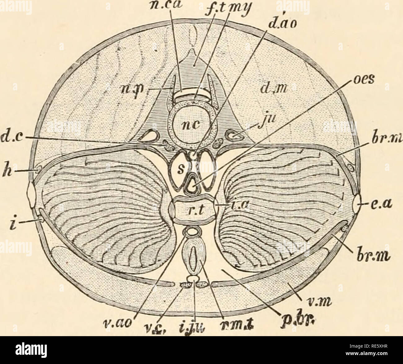 . Un cours d'instruction en zootomy (vertébrés). Anatomie, comparatif. 12 ZOOTOMY. disposés en segments transversaux, appelés myotomes ou myocommas séparées entre elles par des forts disques de tissu fibreux. Chaque myotome prend en zigzag ; en commençant par le milieu de la ligne dorsale, il passe brusquement en arrière, puis d'abord doucement, puis de plus en avant vers l'arrière, et enfin l'avant brusquement. Le plan de l'myotomes n'est pas perpendiculaire à l'axe du corps, mais a tendance à partir de la surface, l'intérieur et vers l'avant. Les fibres musculaires qui les composent sont, c.-à-d. un longitudinal Banque D'Images